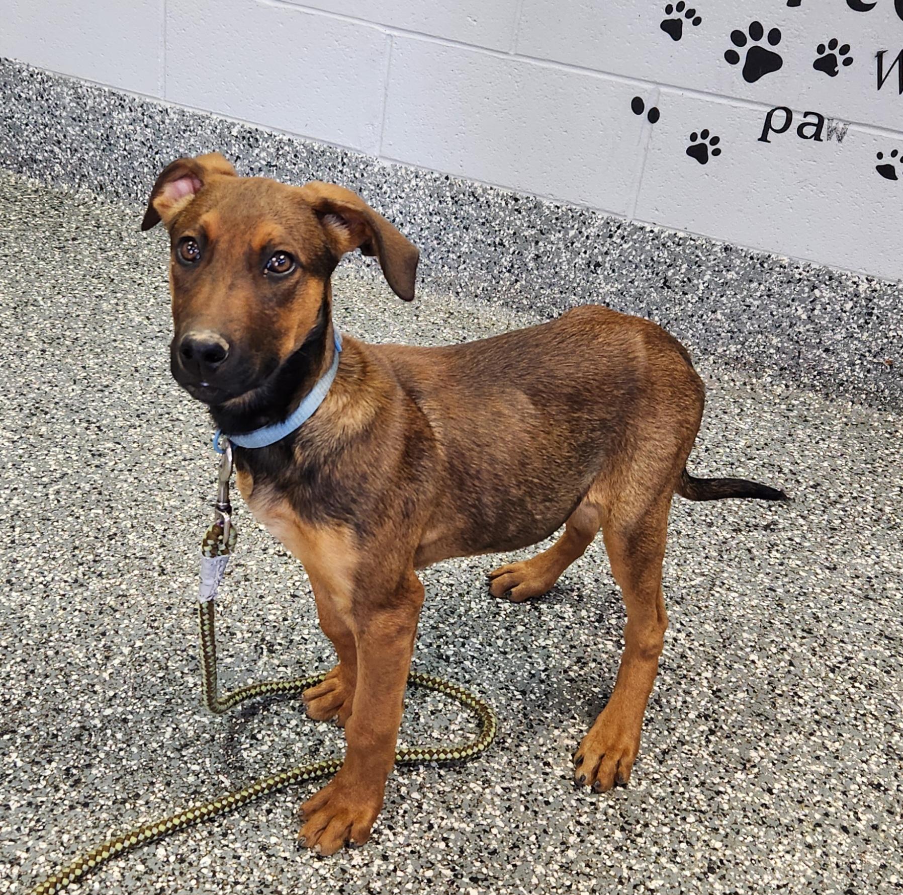 Arthur, ADOPTABLE, Puppy Male Hound.