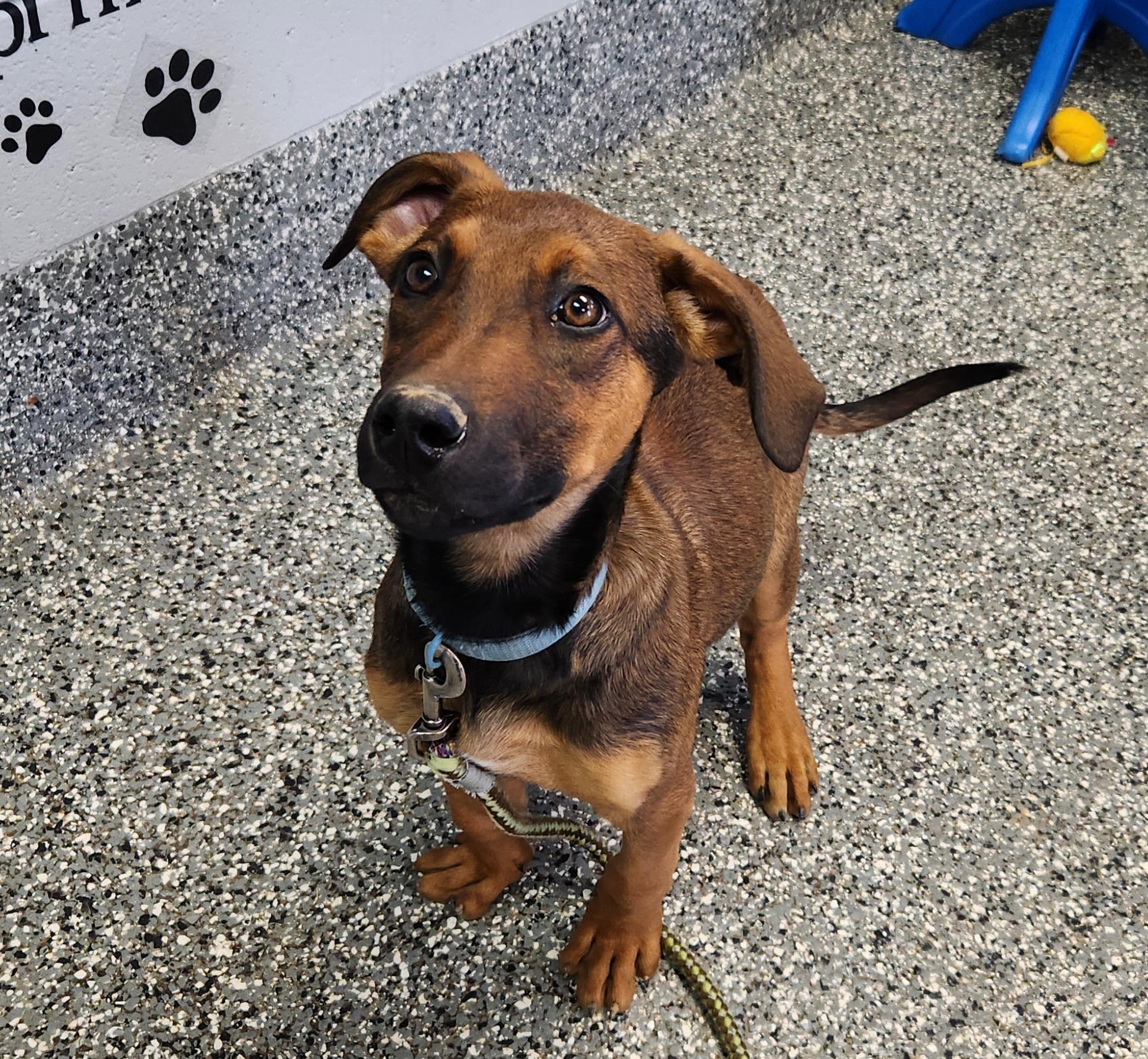 Enlarge Arthur, a ADOPTABLE mixed breed in Siloam Springs, AR image 2/3