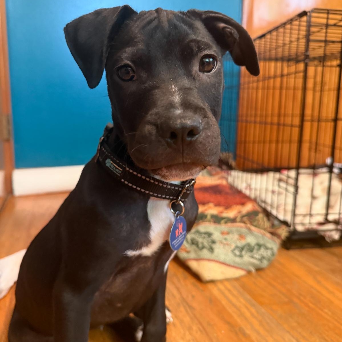 Enlarge Atlas, a Adopted mixed breed in Englewood, OH image 5/5