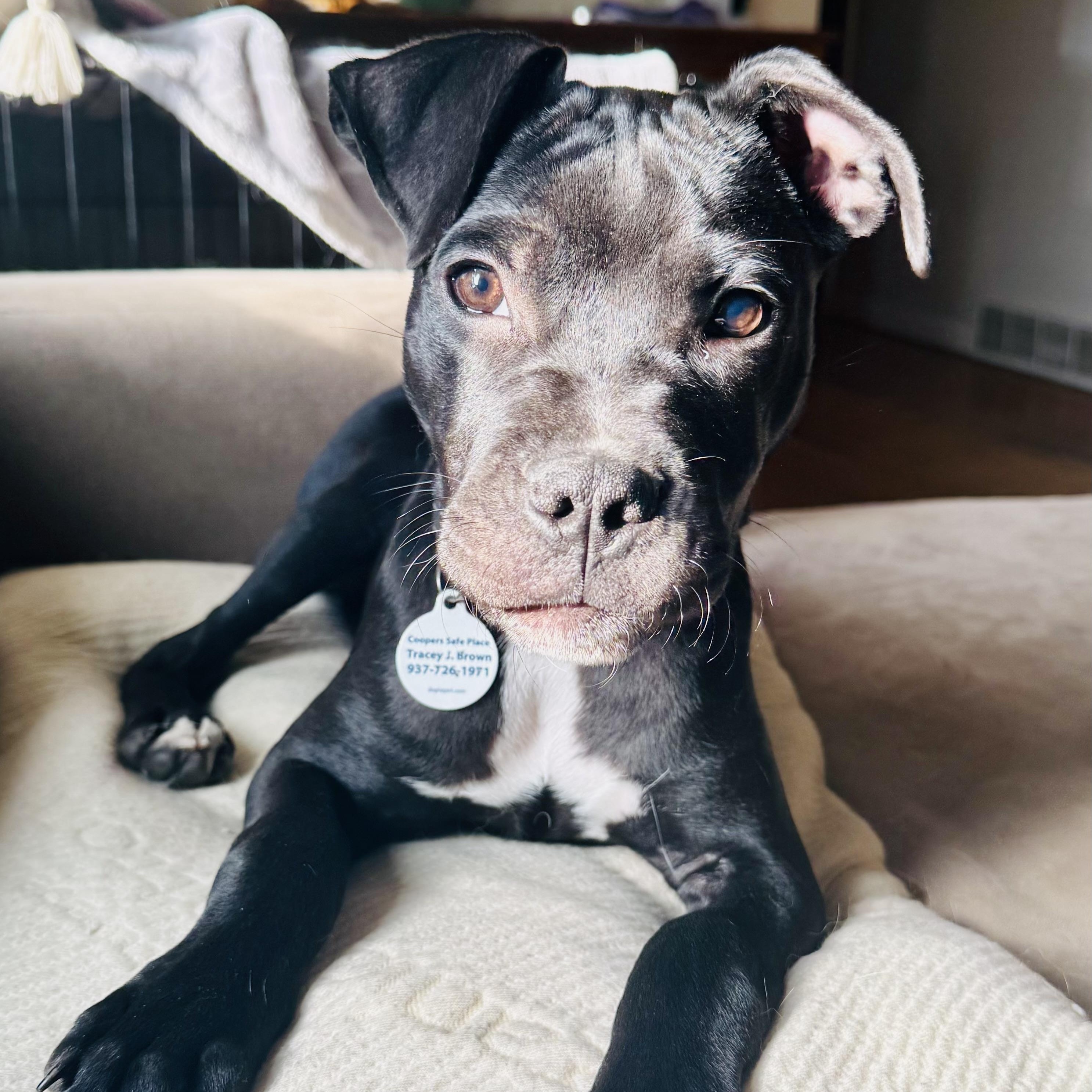 Atlas, Adopted, Puppy Male Boxer.