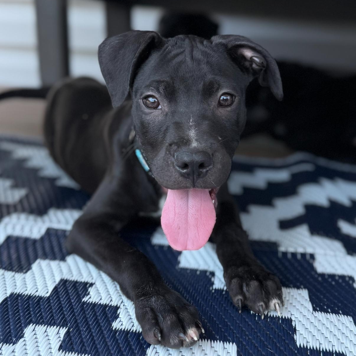 Enlarge Atlas, a Adopted mixed breed in Englewood, OH image 4/5