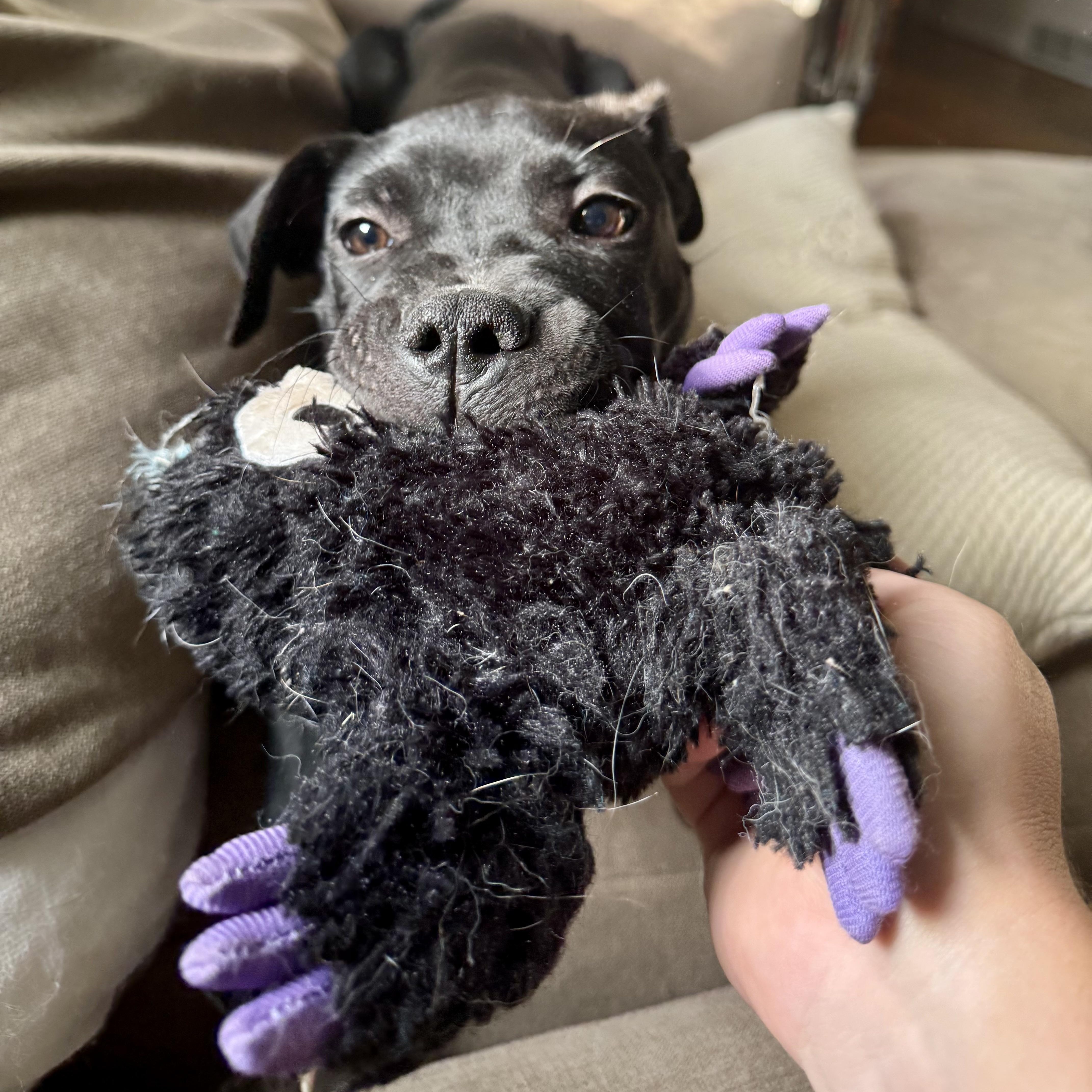 Enlarge Atlas, a Adopted mixed breed in Englewood, OH image 2/5