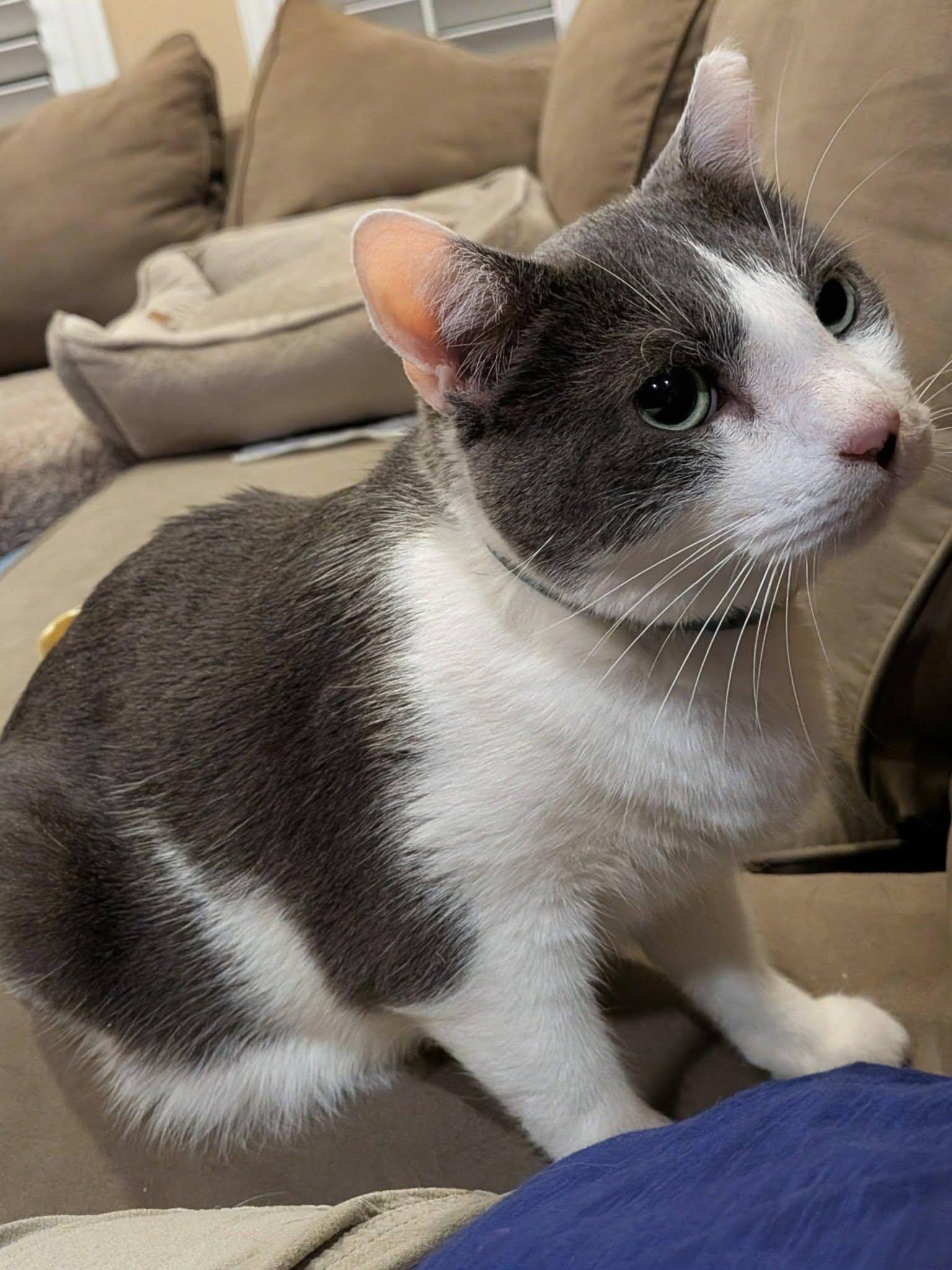 Diamond, a ADOPTABLE Domestic Short Hair in Queen Creek, AZ image 3/5