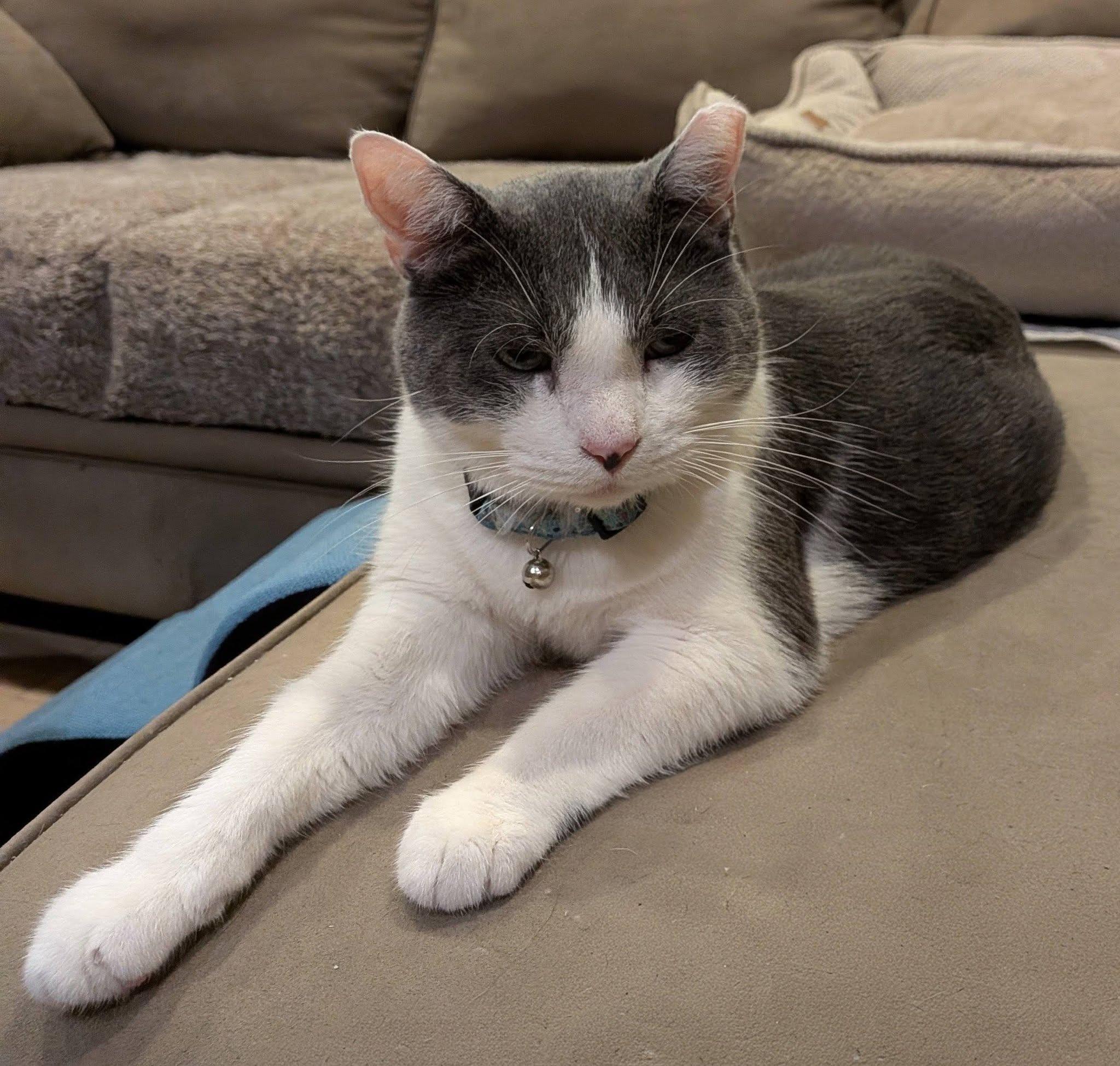 Diamond, a ADOPTABLE Domestic Short Hair in Queen Creek, AZ image 2/5