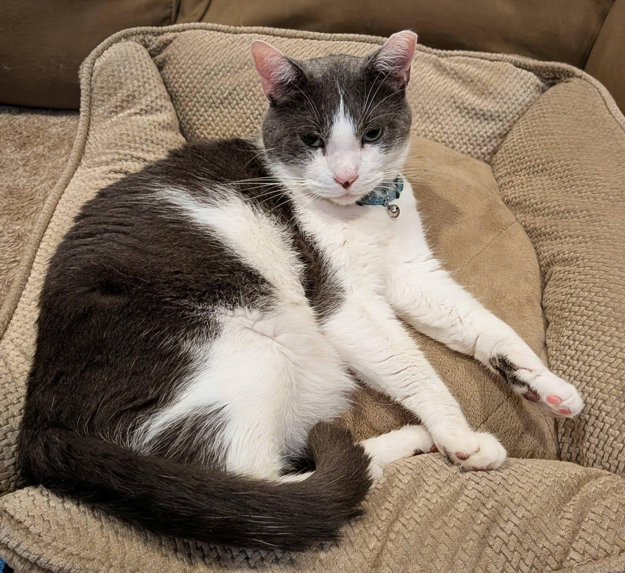 Diamond, a ADOPTABLE Domestic Short Hair in Queen Creek, AZ image 4/5