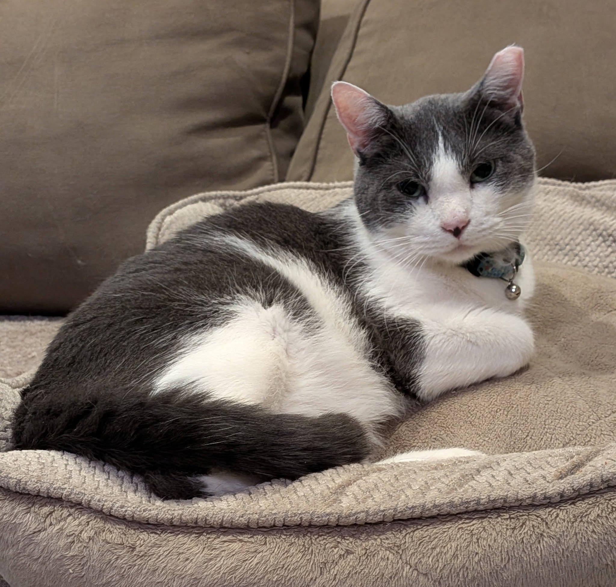 Diamond, a ADOPTABLE Domestic Short Hair in Queen Creek, AZ image 5/5