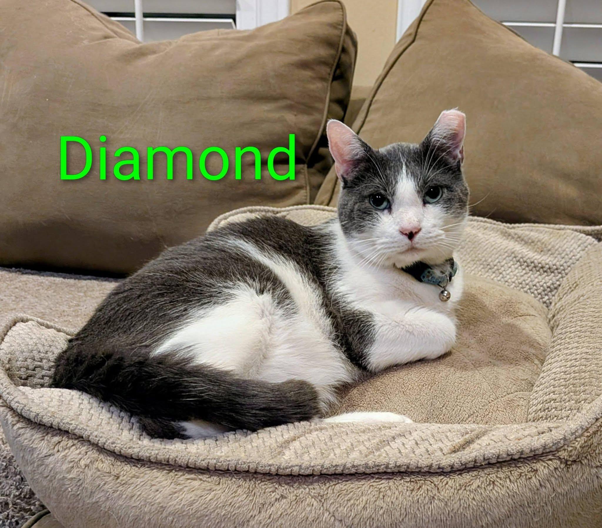 Diamond, ADOPTABLE, Adult Male Domestic Short Hair.
