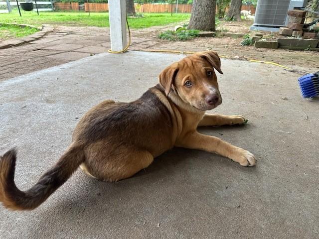Enlarge Biscuit, an adopted mixed breed in Virginia Beach, VA image 3/4