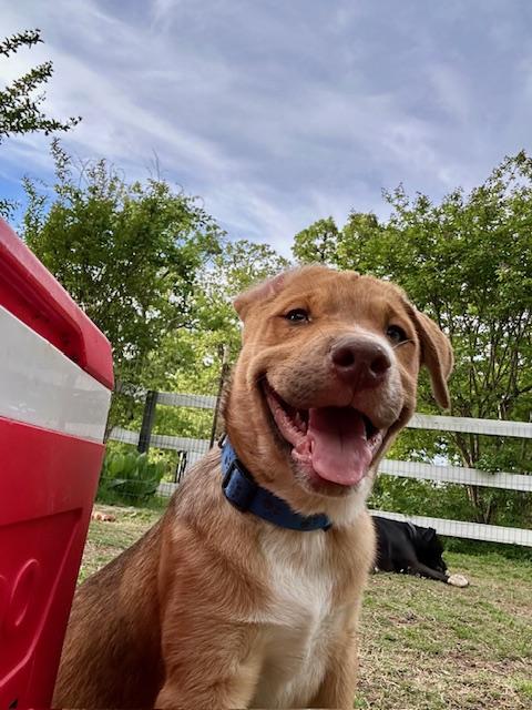 Biscuit, adopted, Puppy Male Australian Shepherd.