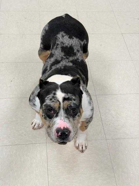 Enlarge Persephone, a ADOPTABLE American Bully in Clayton, NJ image 3/3