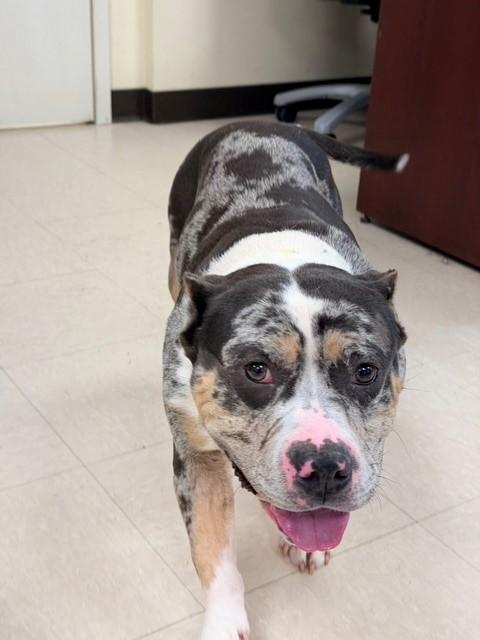 Enlarge Persephone, a ADOPTABLE American Bully in Clayton, NJ image 2/3