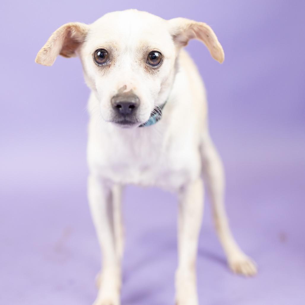 Enlarge Blue, a Adoptable Chihuahua in Portland, OR image 1/1