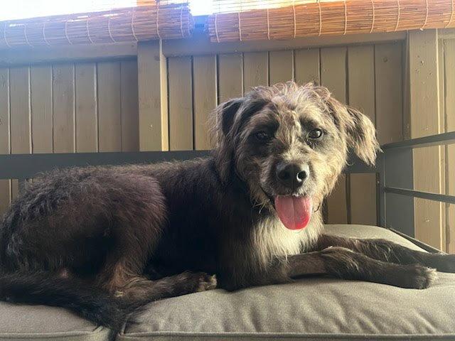 Enlarge Biscotti, a Adoptable mixed breed in Lancaster, PA image 1/3