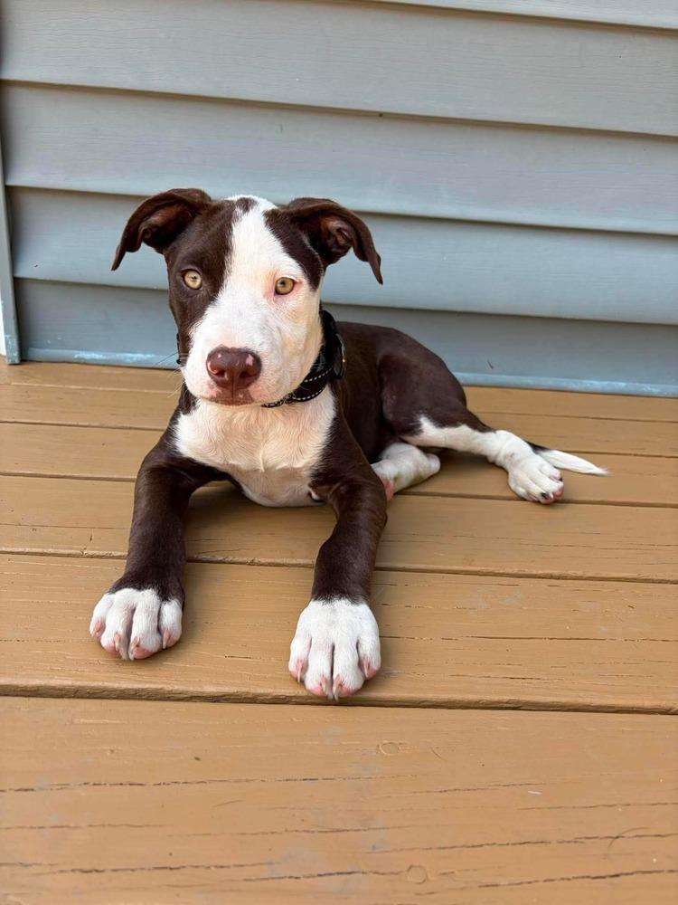 Enlarge Milkshake, a Adoptable mixed breed in Alden, NY image 1/2