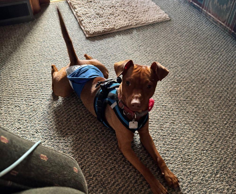 Jack, Adoptable, Puppy Male Miniature Pinscher.