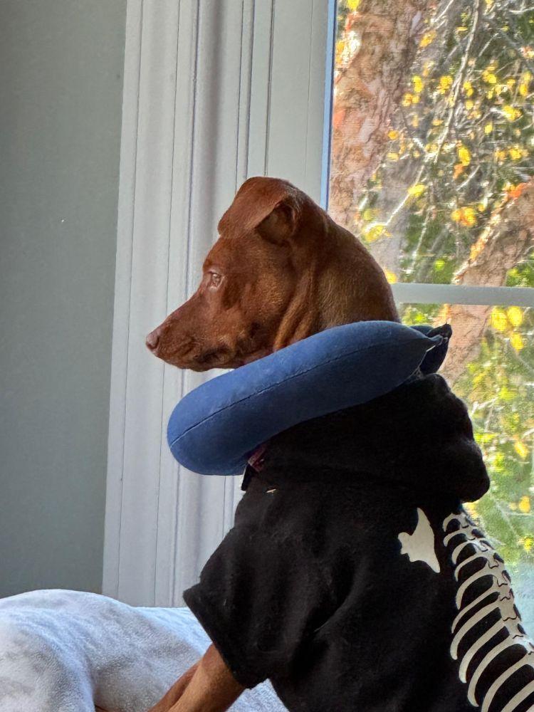 Jack, a Adoptable Miniature Pinscher in Barrington, IL image 2/4