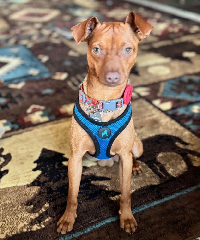 Jack, a Adoptable Miniature Pinscher in Barrington, IL image 3/4
