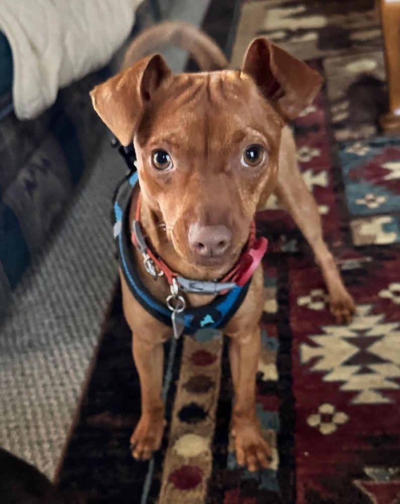 Jack, a Adoptable Miniature Pinscher in Barrington, IL image 4/4