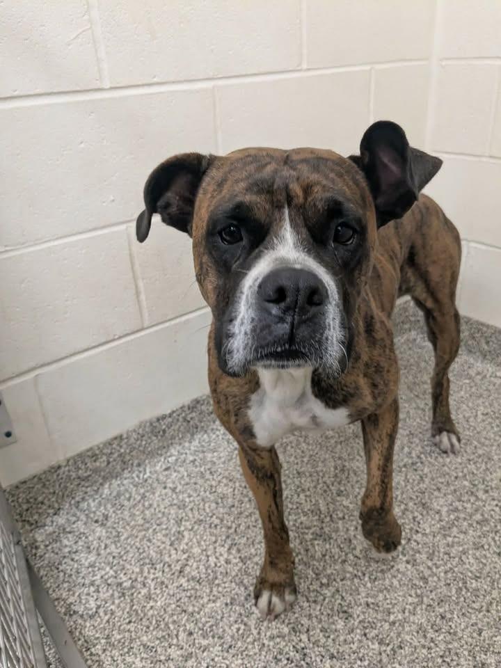 Mama, Adopted, Adult Female Boxer.