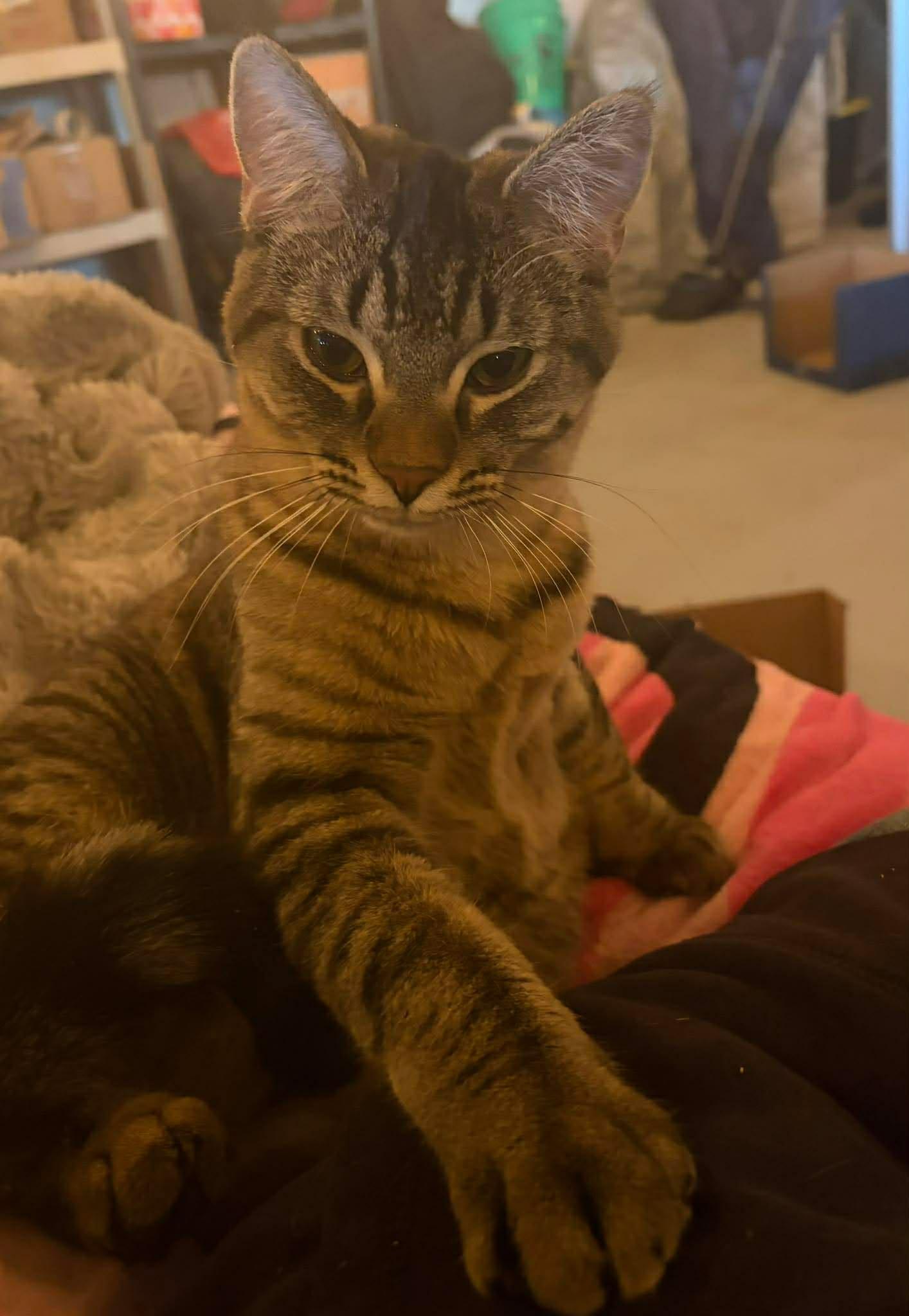 Kool Aid, Adoptable, Kitten Female Domestic Short Hair.