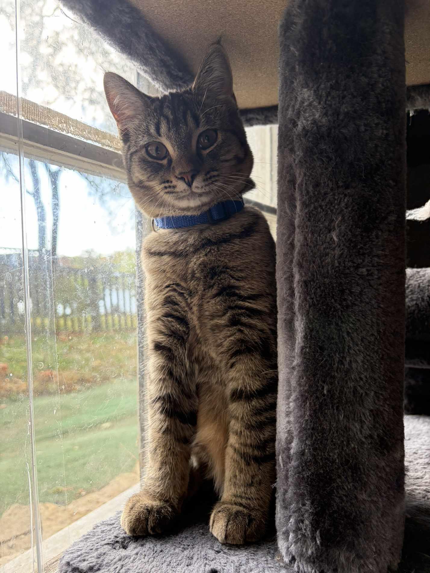 Kool Aid, Adoptable, Kitten Female Domestic Short Hair.