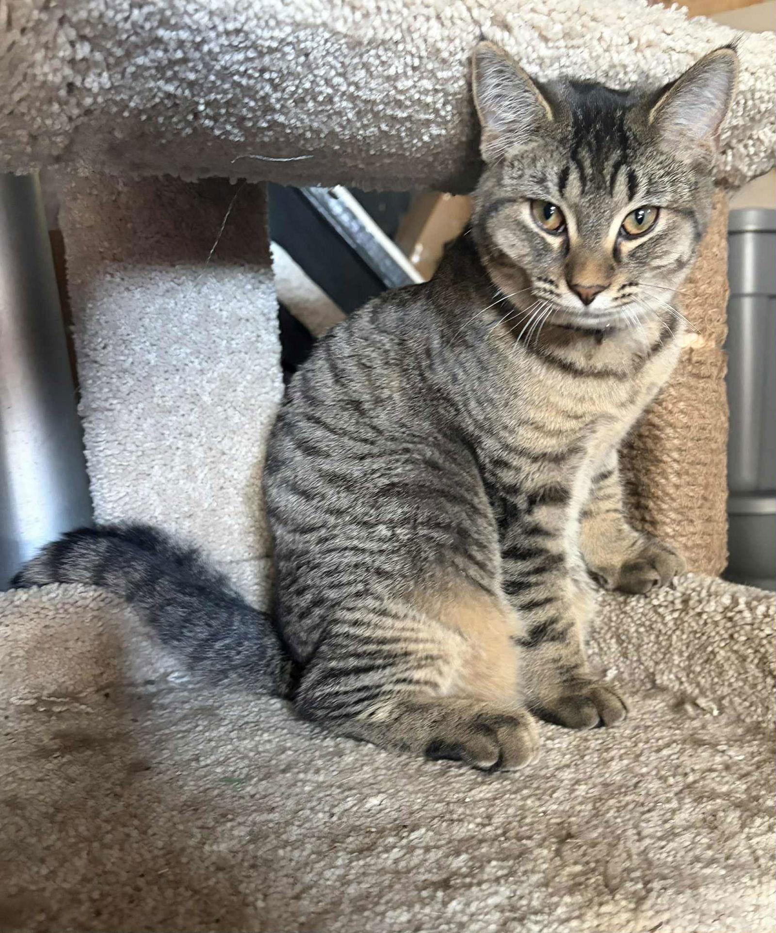 Enlarge Kool Aid, a Adoptable Domestic Short Hair in hinckley, IL image 2/3