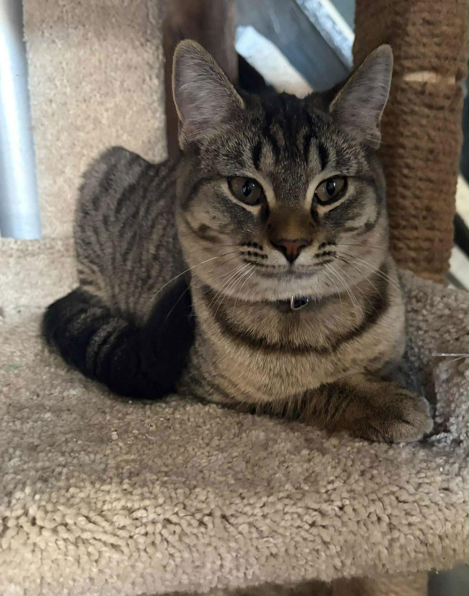 Enlarge Kool Aid, a Adoptable Domestic Short Hair in hinckley, IL image 3/3