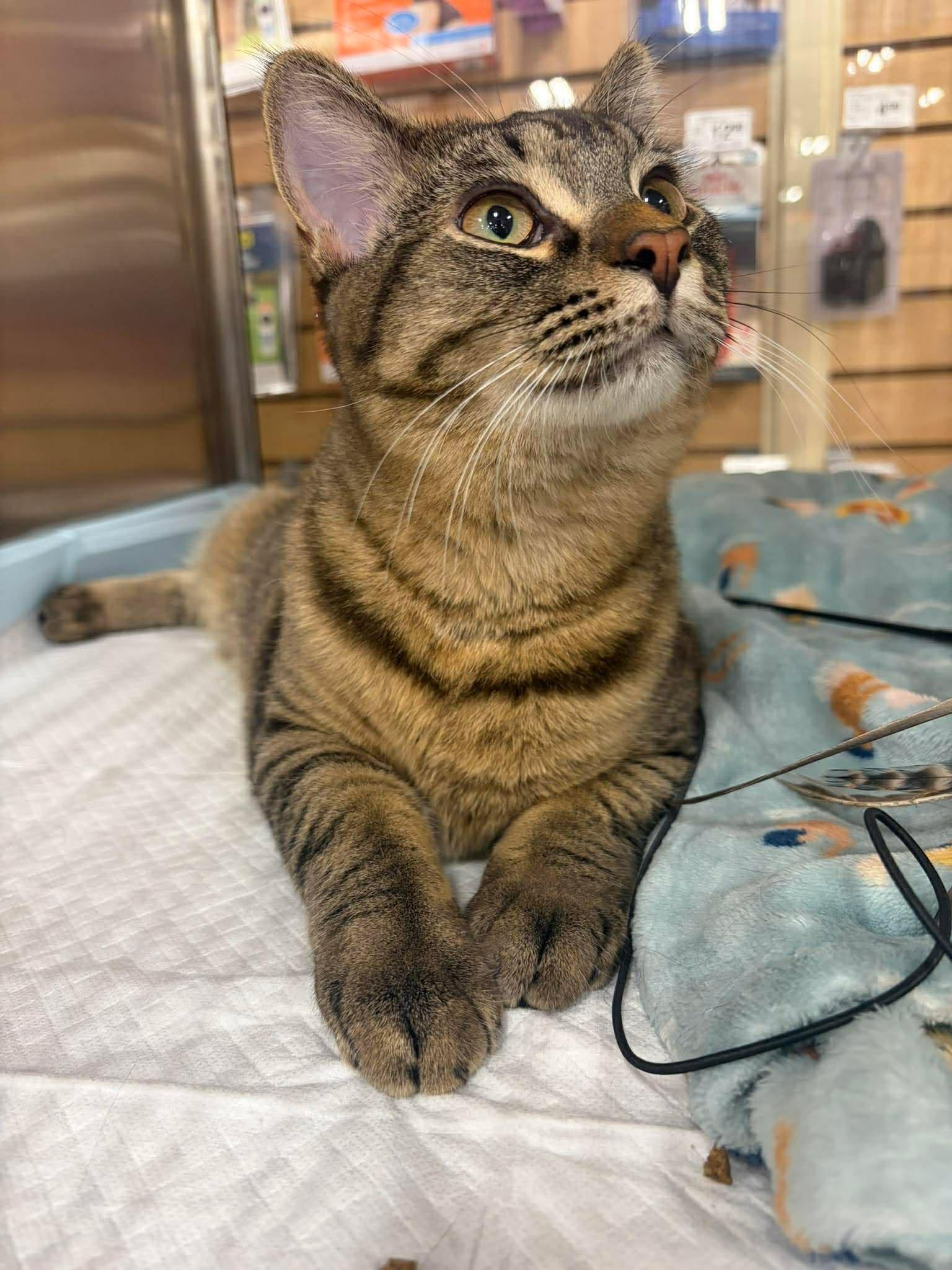 Kool Aid, a Adoptable Domestic Short Hair in hinckley, IL image 3/3