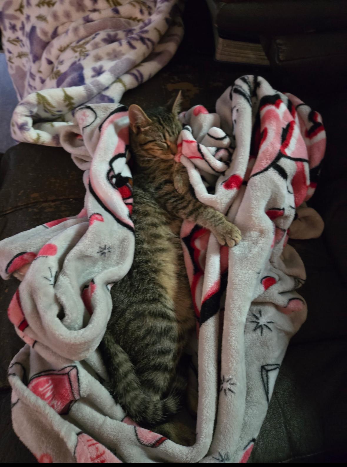 Boots (TS), a Adoptable Domestic Short Hair in Schertz, TX image 3/5