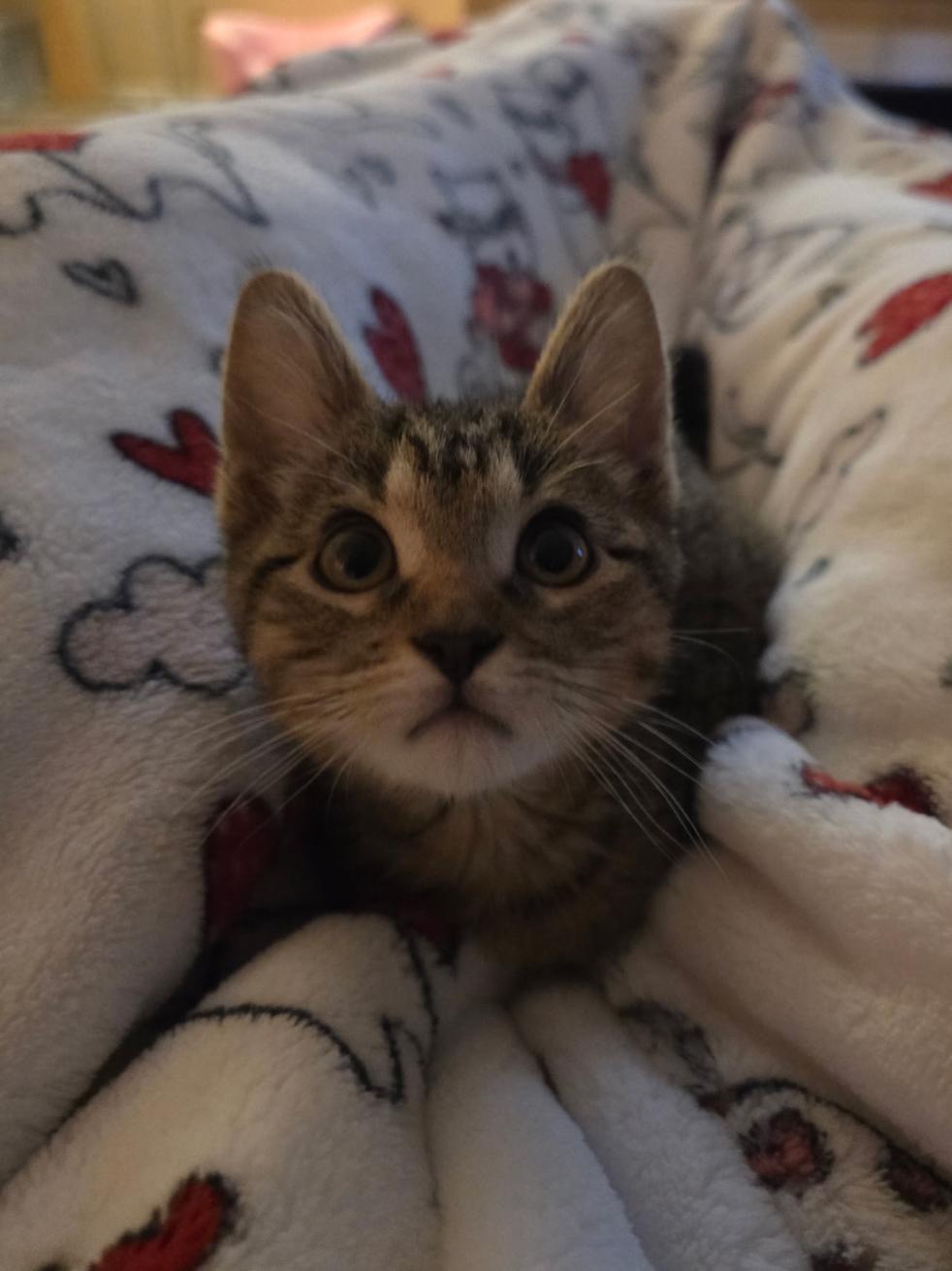 Boots (TS), a Adoptable Domestic Short Hair in Schertz, TX image 2/5