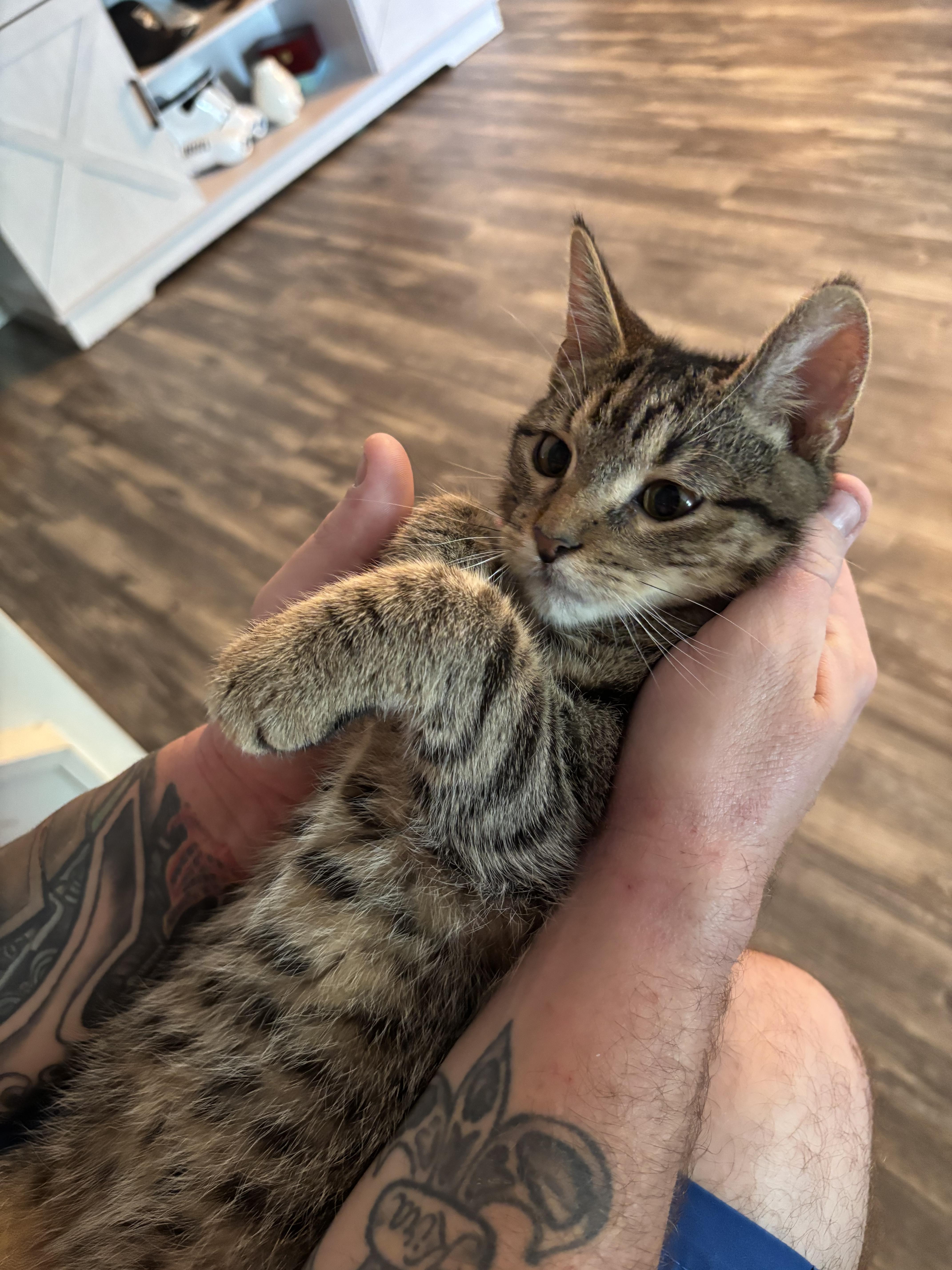 Boots (TS), a Adoptable Domestic Short Hair in Schertz, TX image 5/5