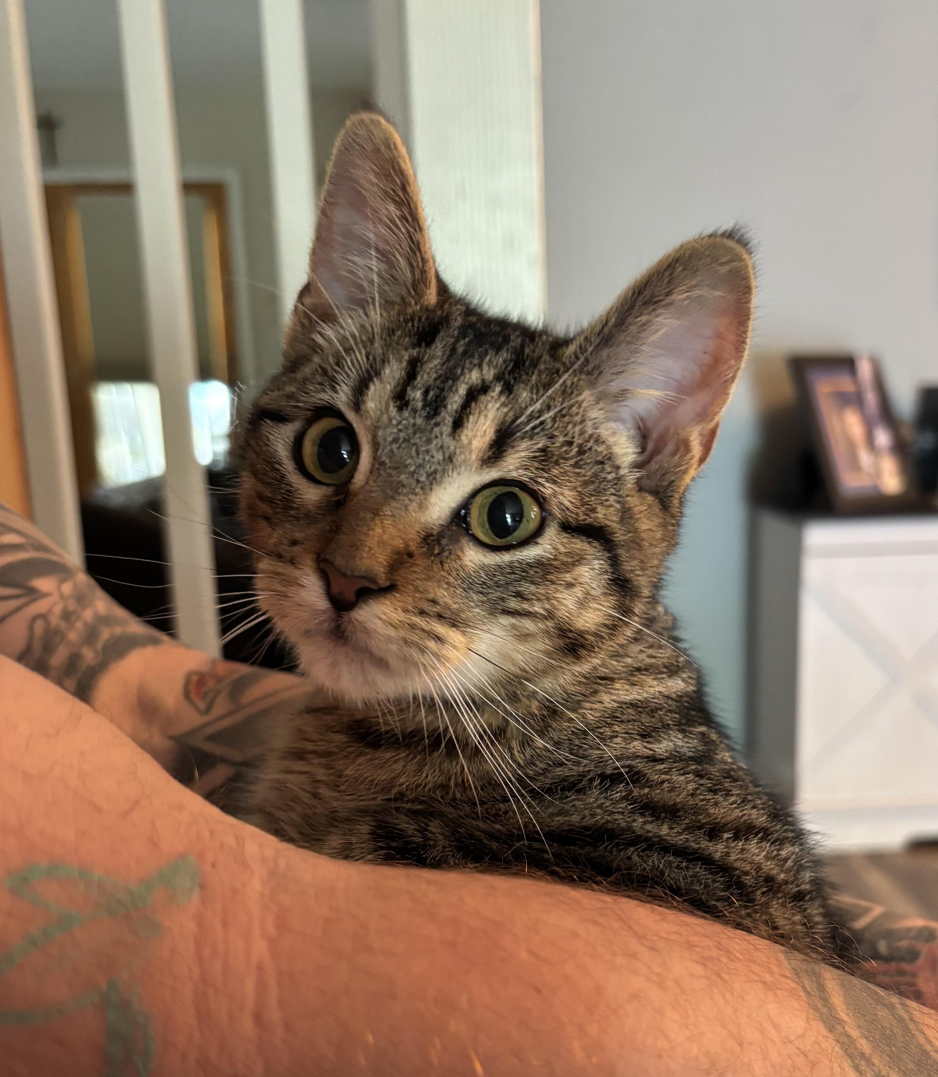 Boots (TS), Adoptable, Young Male Domestic Short Hair.