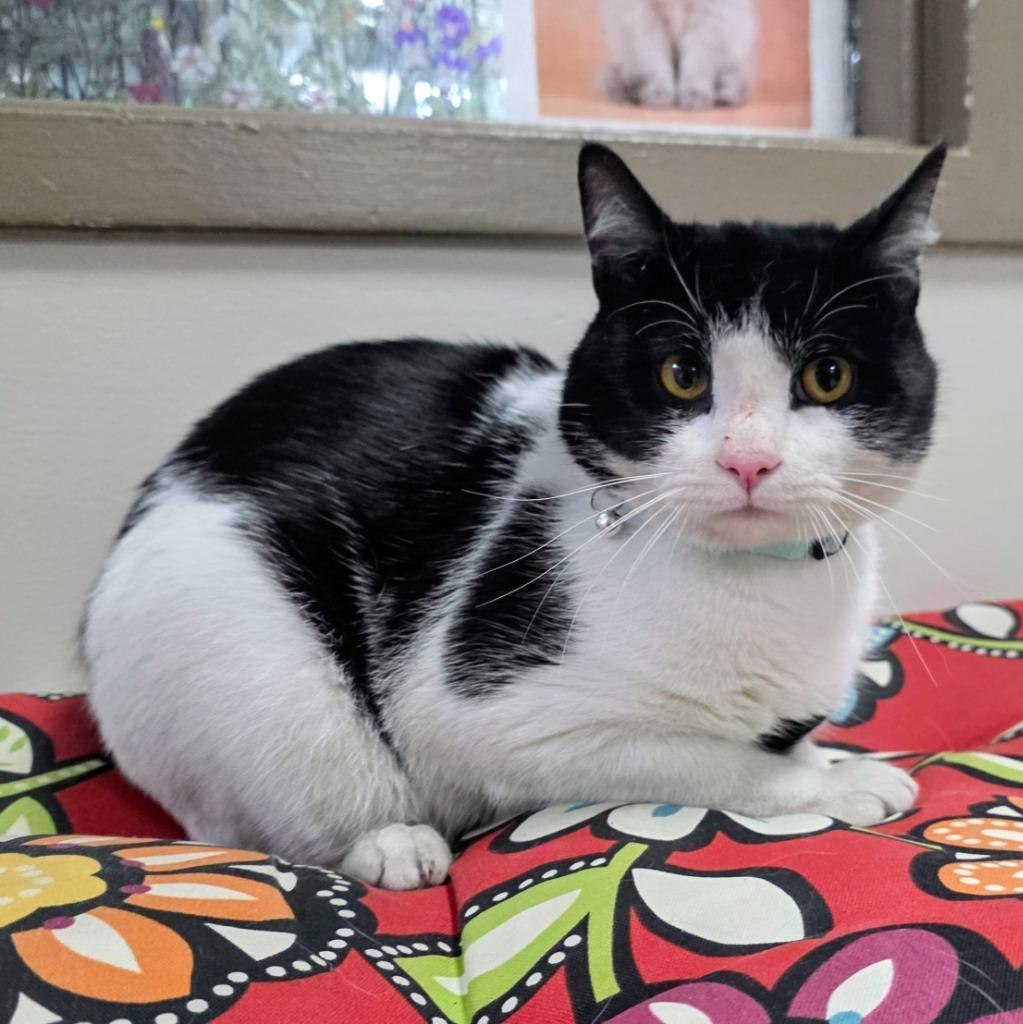 Chupa, Adoptable, Young Male Domestic Short Hair.