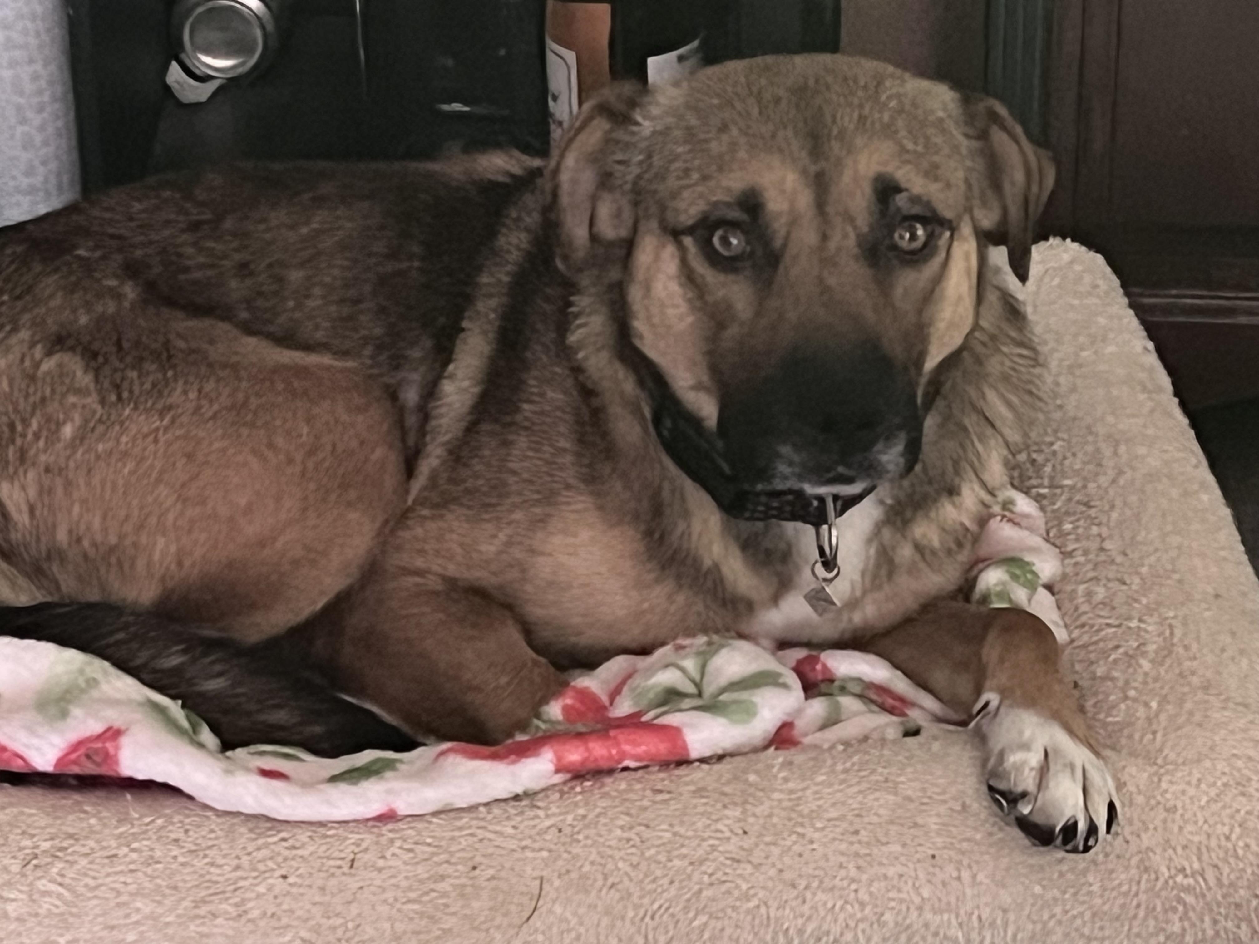 Enlarge April, a ADOPTABLE Shepherd in Walker, LA image 1/2