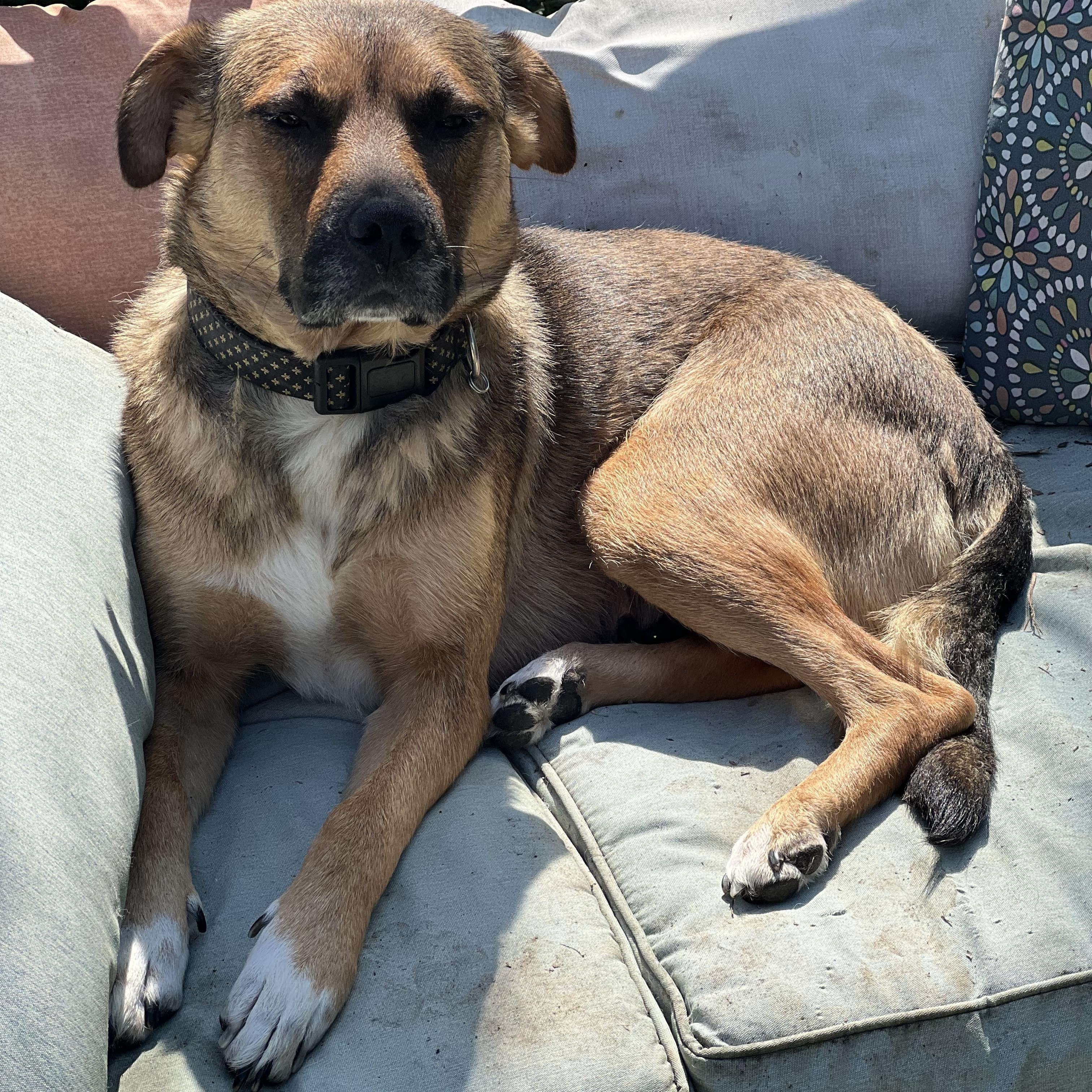April, a ADOPTABLE mixed breed in Walker, LA image 4/4