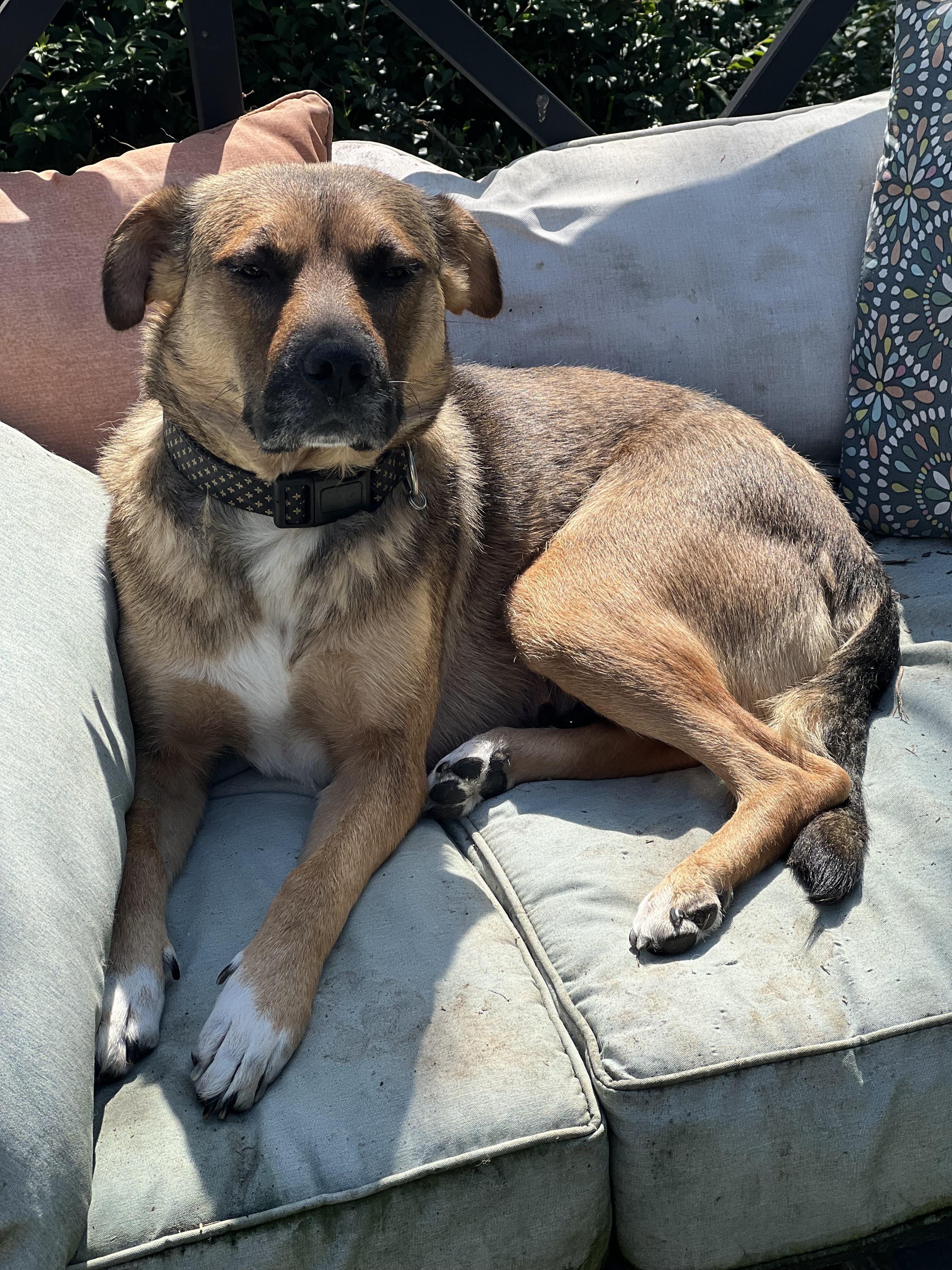 April, a ADOPTABLE mixed breed in Walker, LA image 4/4