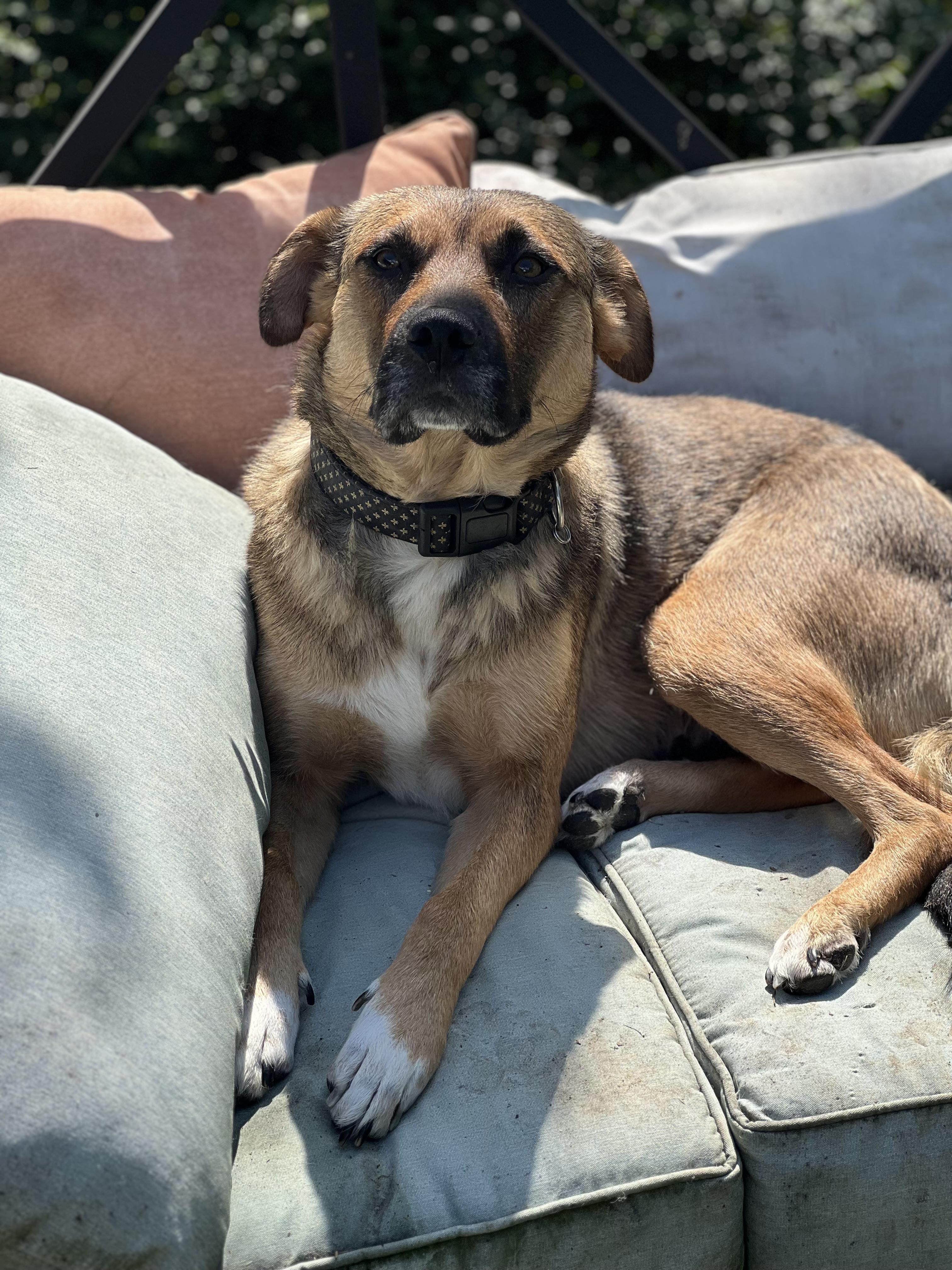 April, ADOPTABLE, Young Female Shepherd.