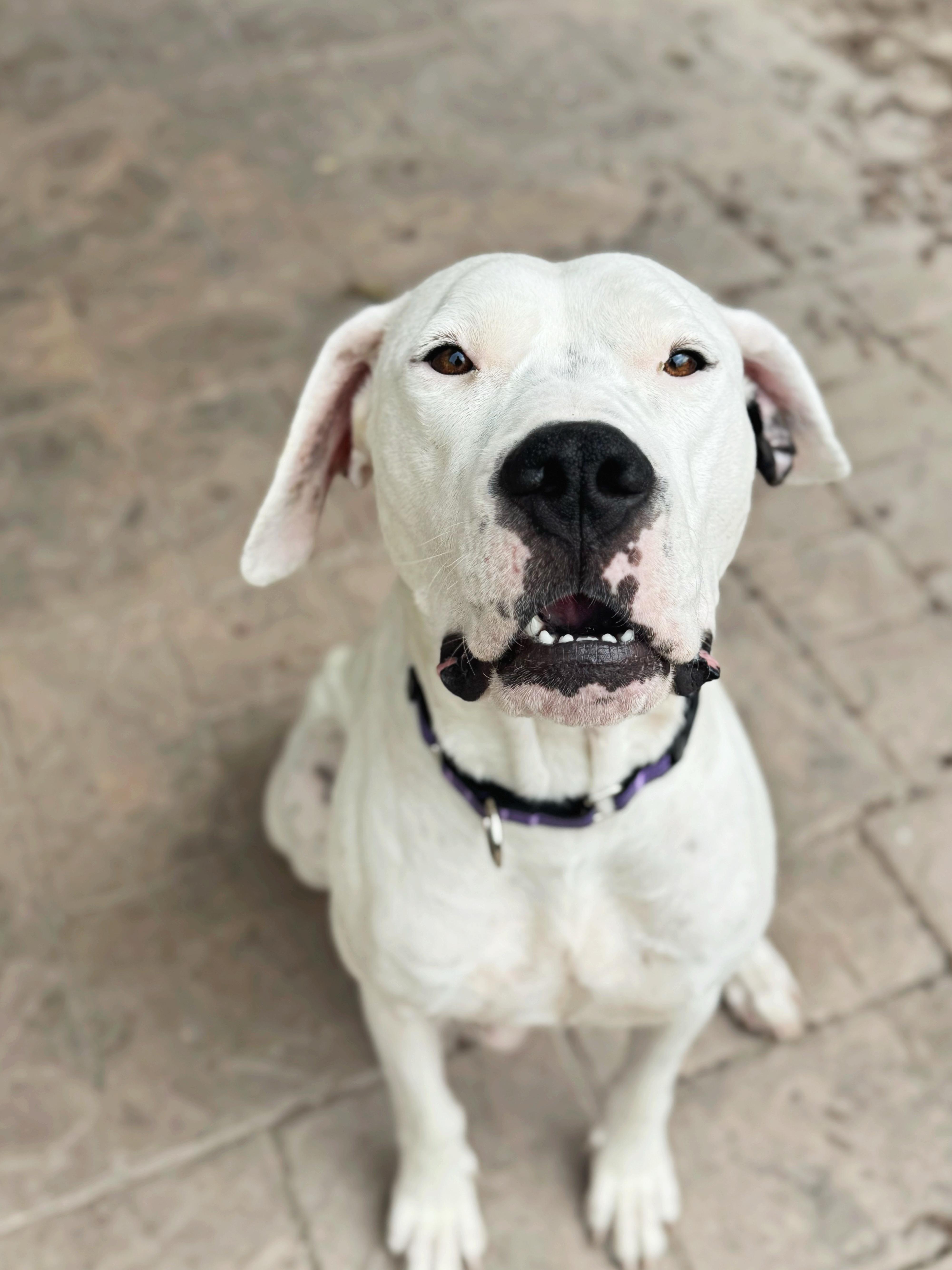 Montana , a ADOPTABLE Dogo Argentino in salt lake city, UT image 4/6