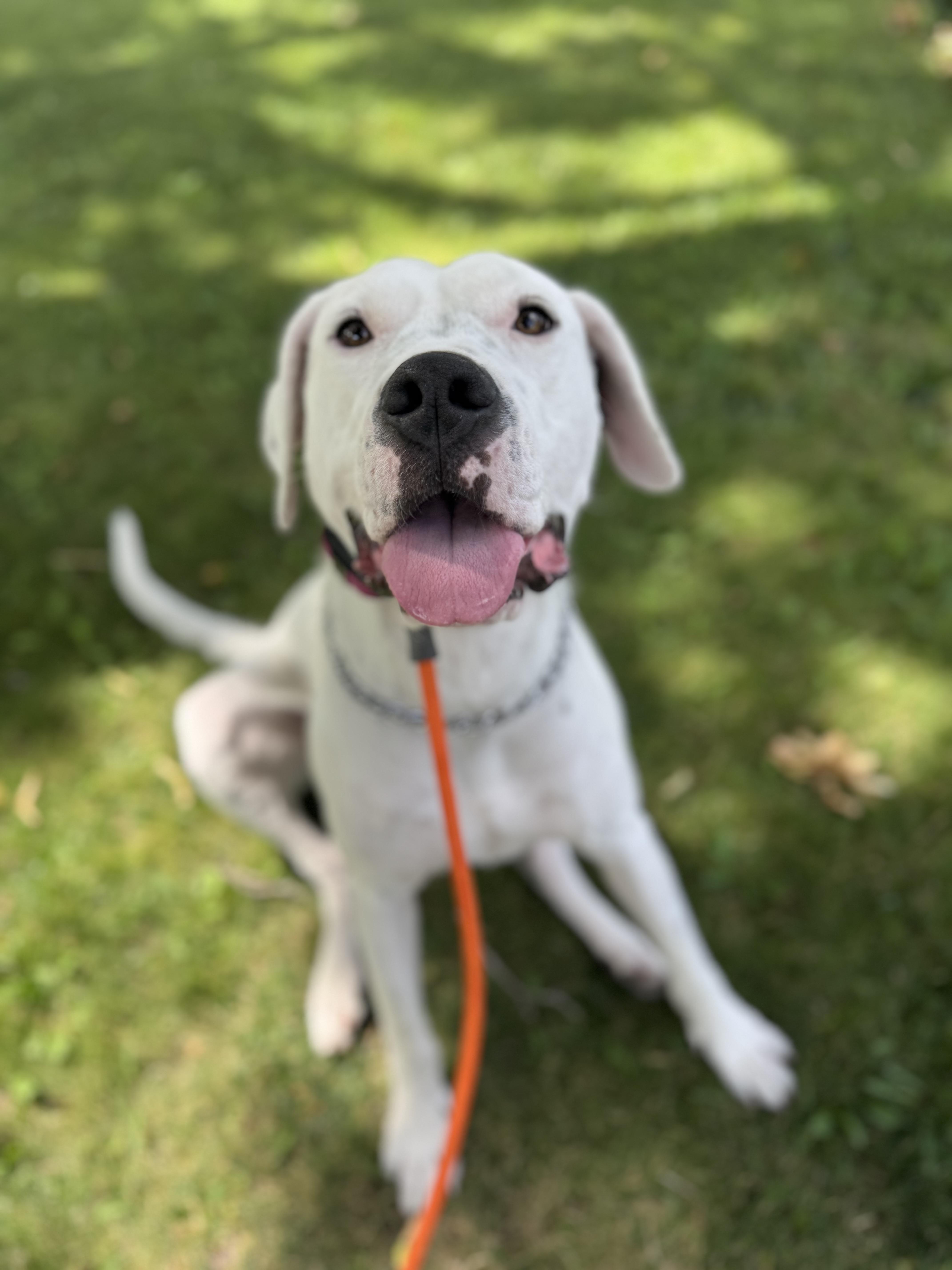 Enlarge Montana , a Adoptable Dogo Argentino in salt lake city, UT image 3/6