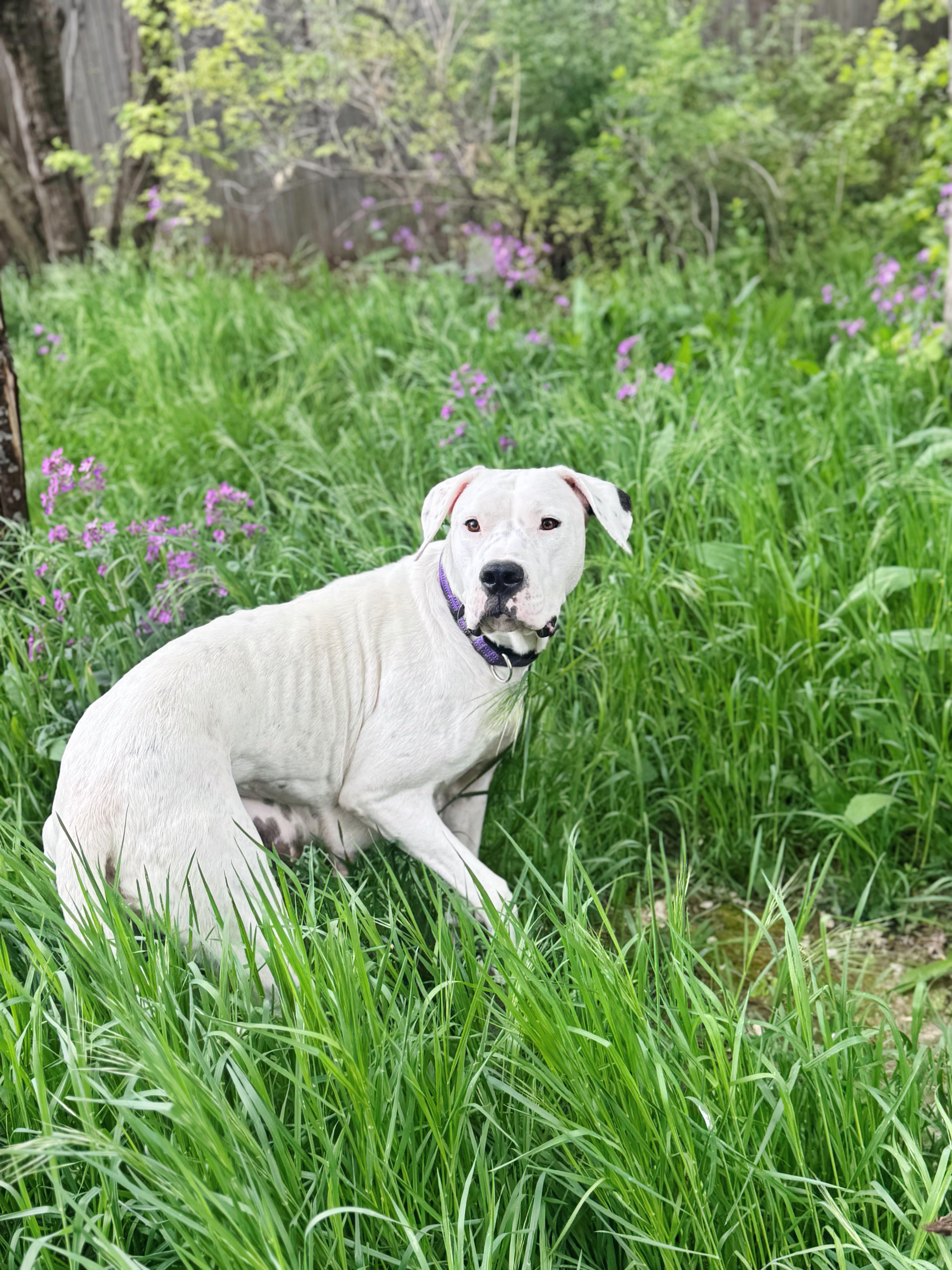 Montana , a ADOPTABLE Dogo Argentino in salt lake city, UT image 2/6