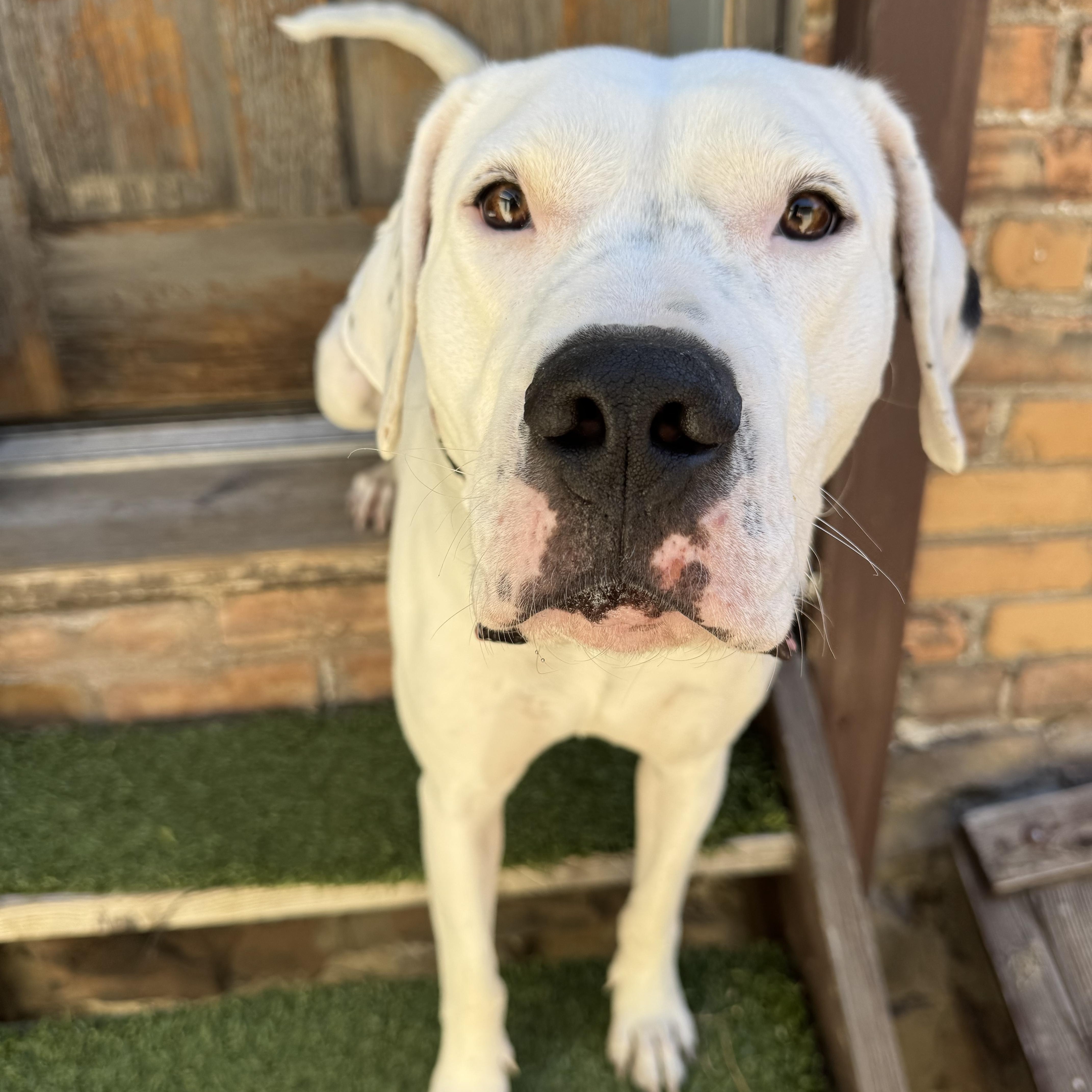 Enlarge Montana , a Adoptable Dogo Argentino in salt lake city, UT image 2/6