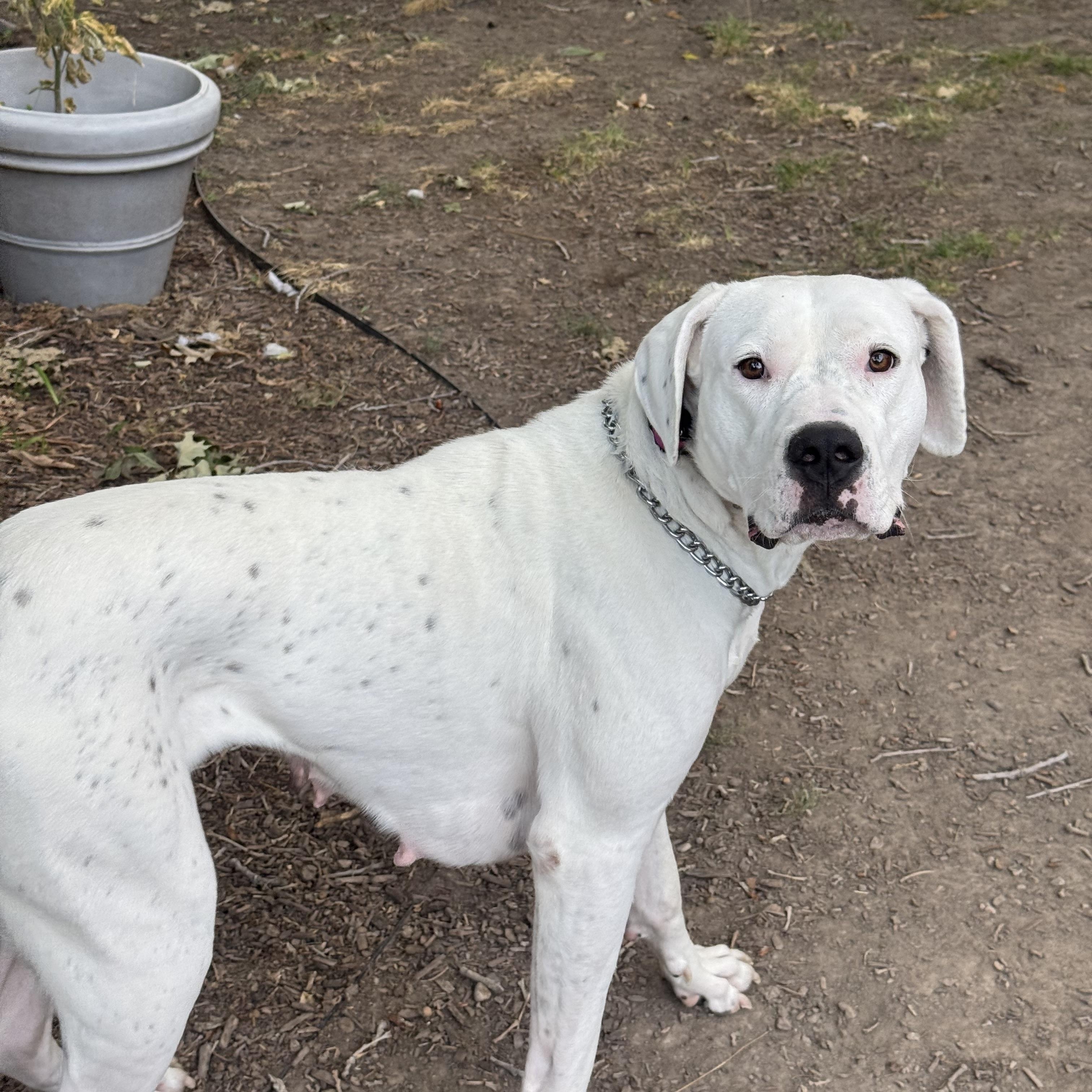 Enlarge Montana , a Adoptable Dogo Argentino in salt lake city, UT image 6/6
