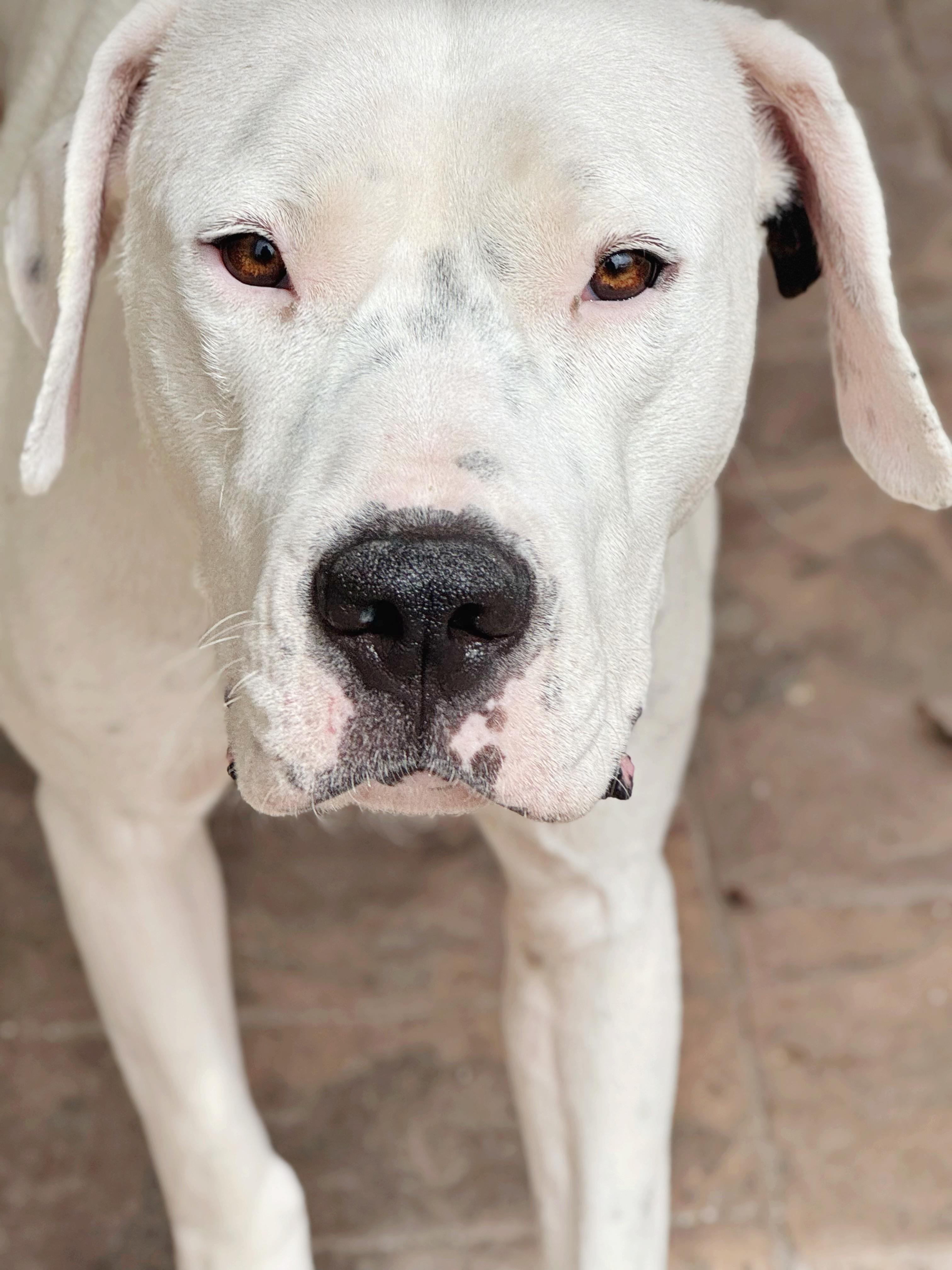 Montana , a ADOPTABLE Dogo Argentino in salt lake city, UT image 3/6