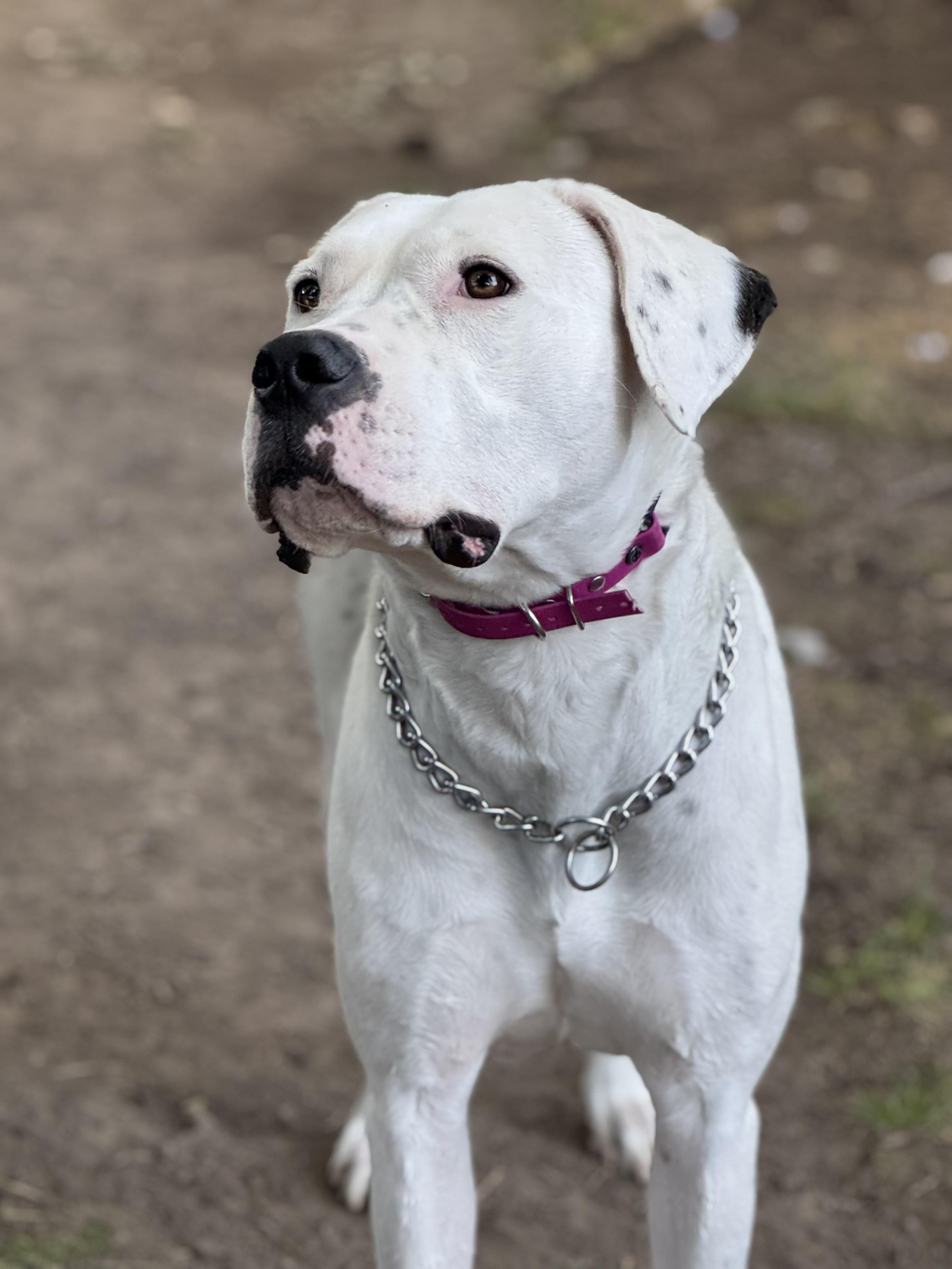 Enlarge Montana , a Adoptable Dogo Argentino in salt lake city, UT image 1/6