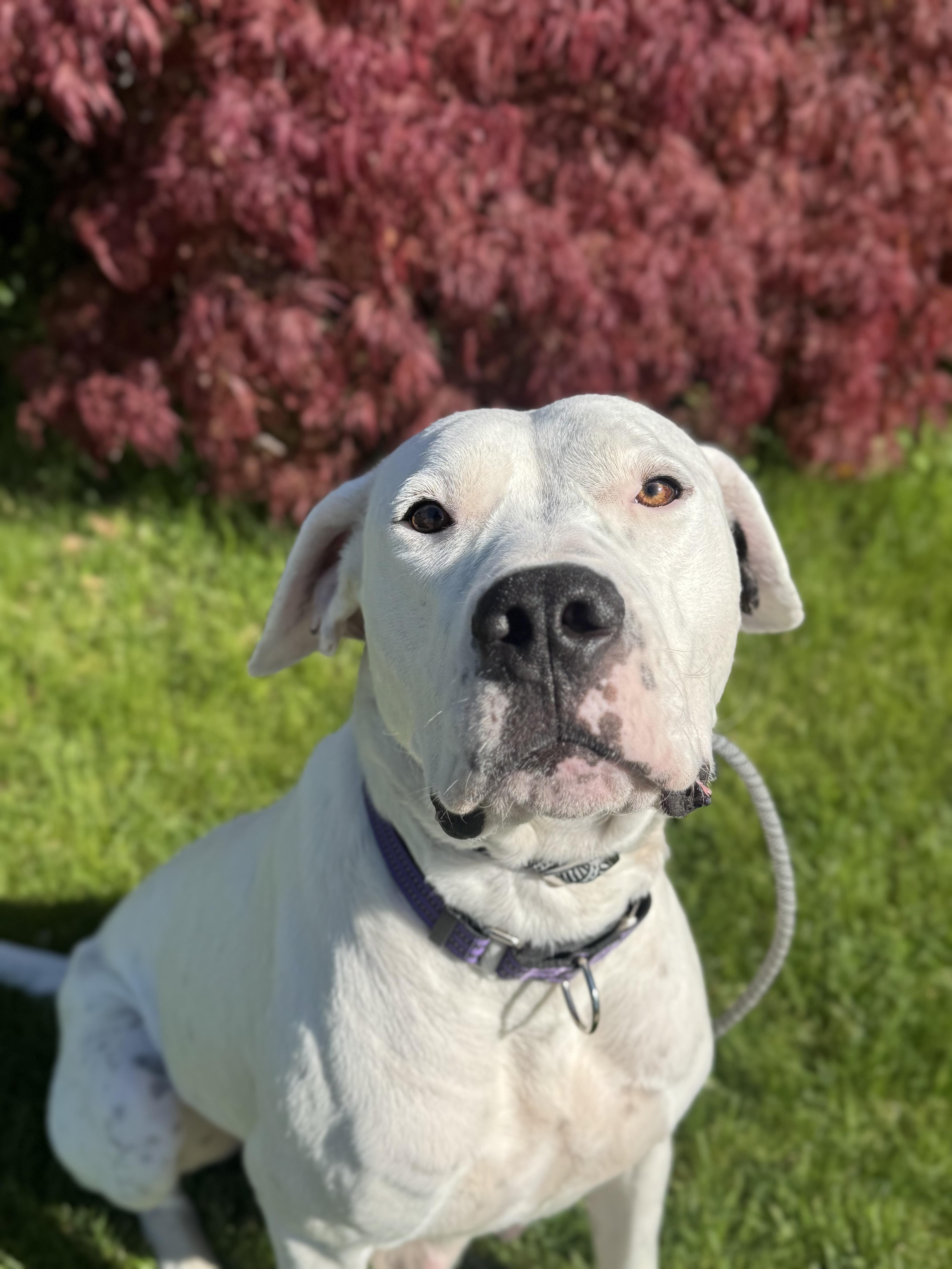 Montana , a ADOPTABLE Dogo Argentino in salt lake city, UT image 6/6