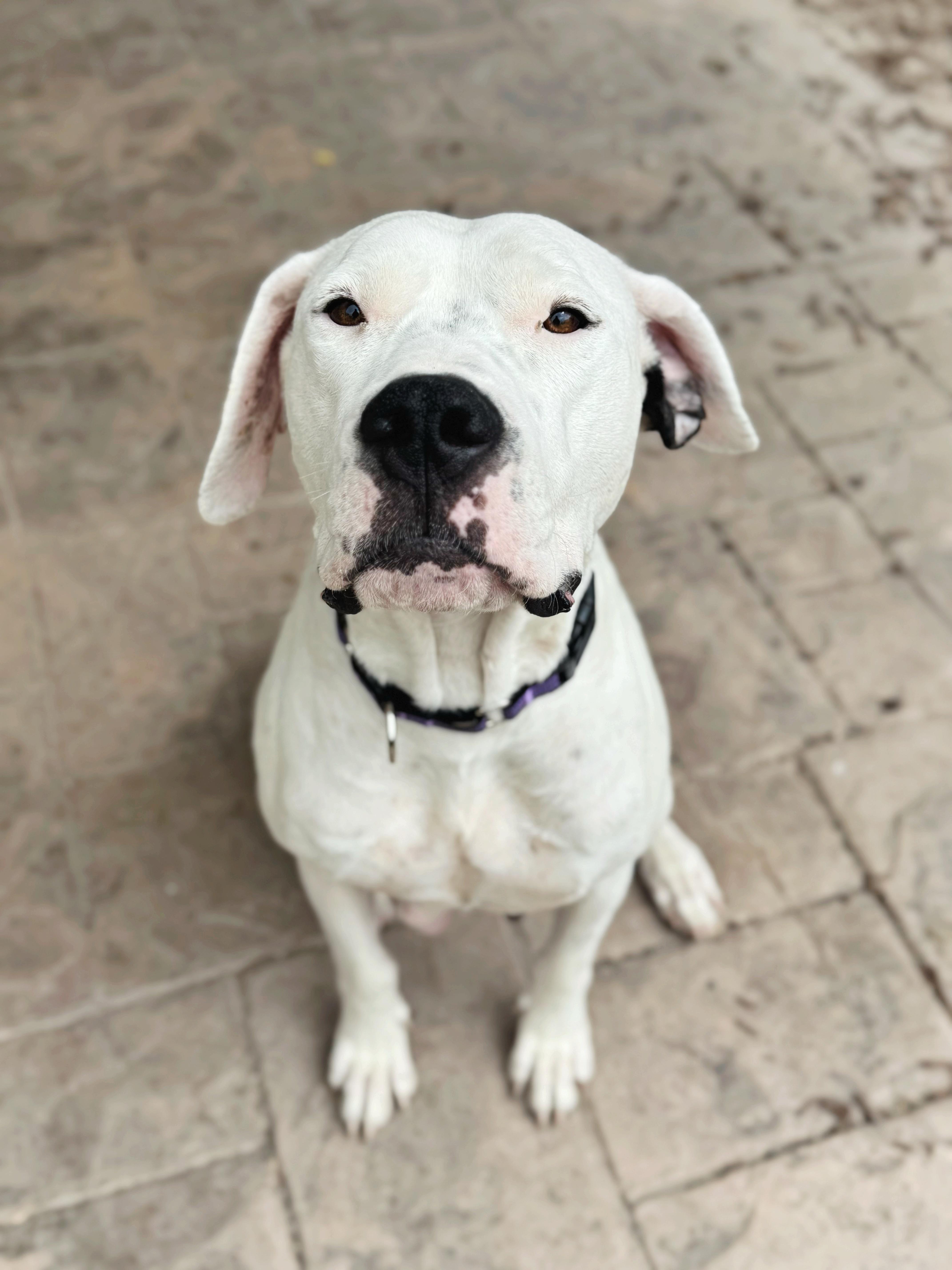 Montana , ADOPTABLE, Adult Female Dogo Argentino.