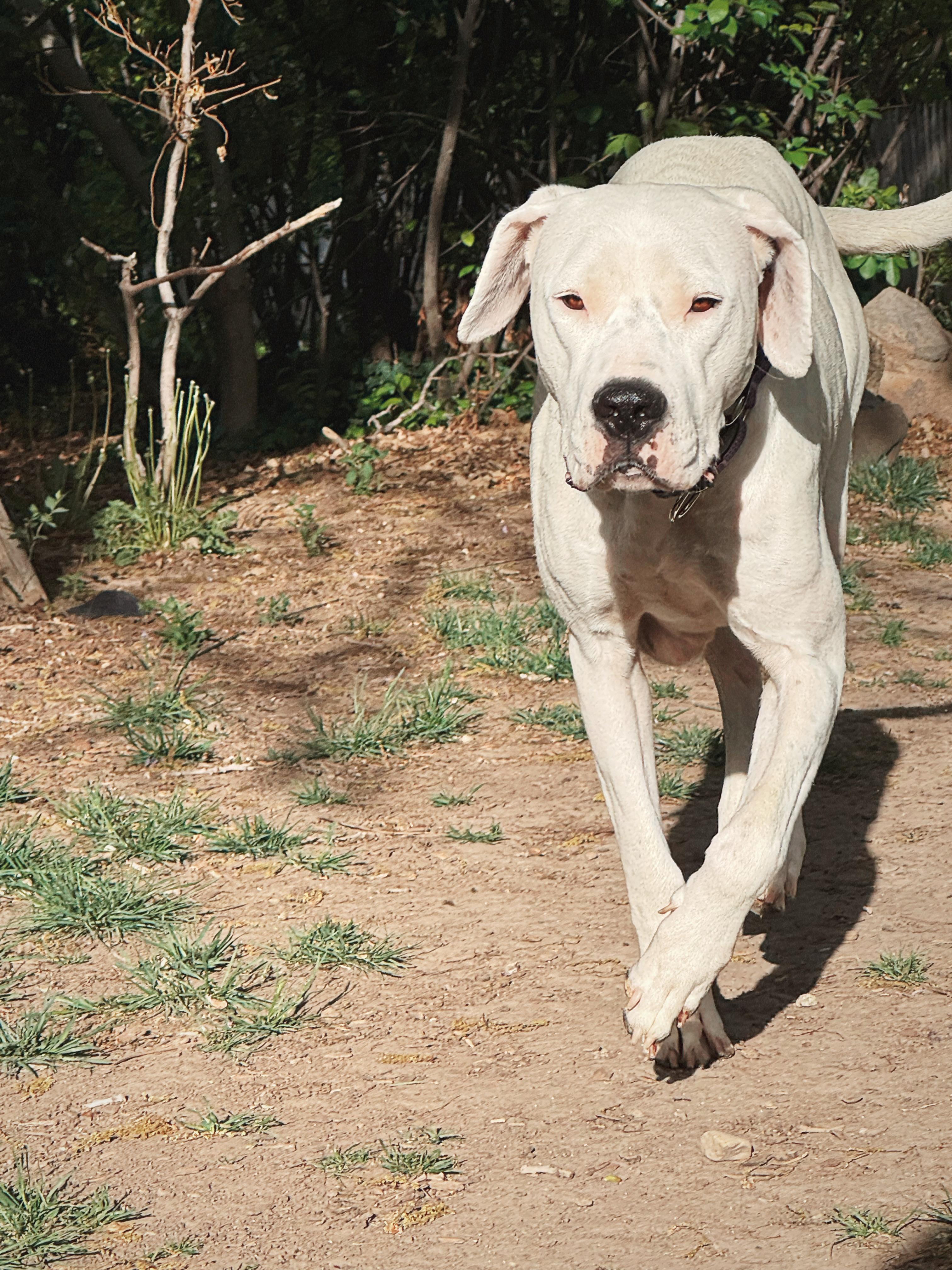 Montana , a ADOPTABLE Dogo Argentino in salt lake city, UT image 5/6