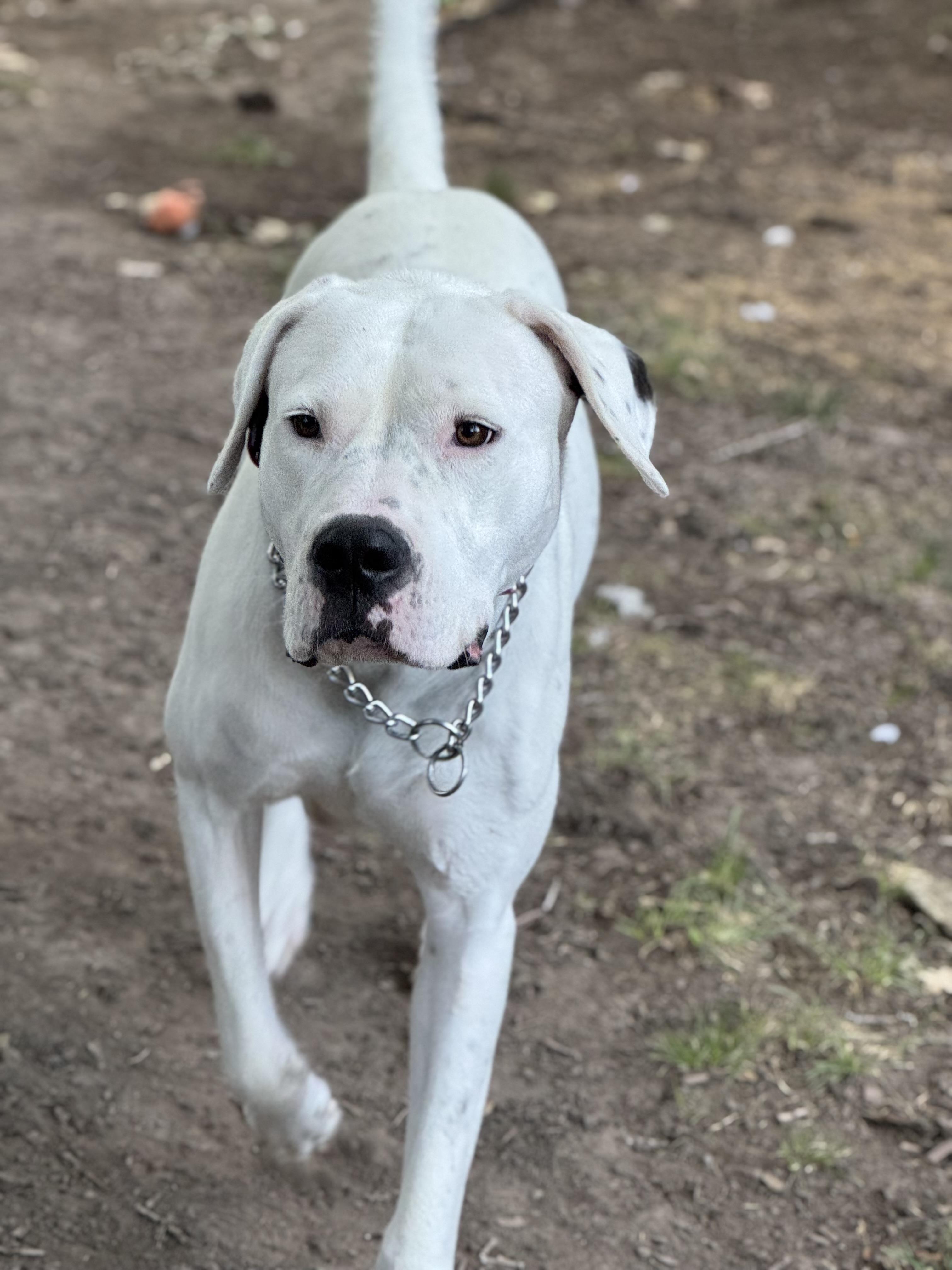 Enlarge Montana , a Adoptable Dogo Argentino in salt lake city, UT image 4/6
