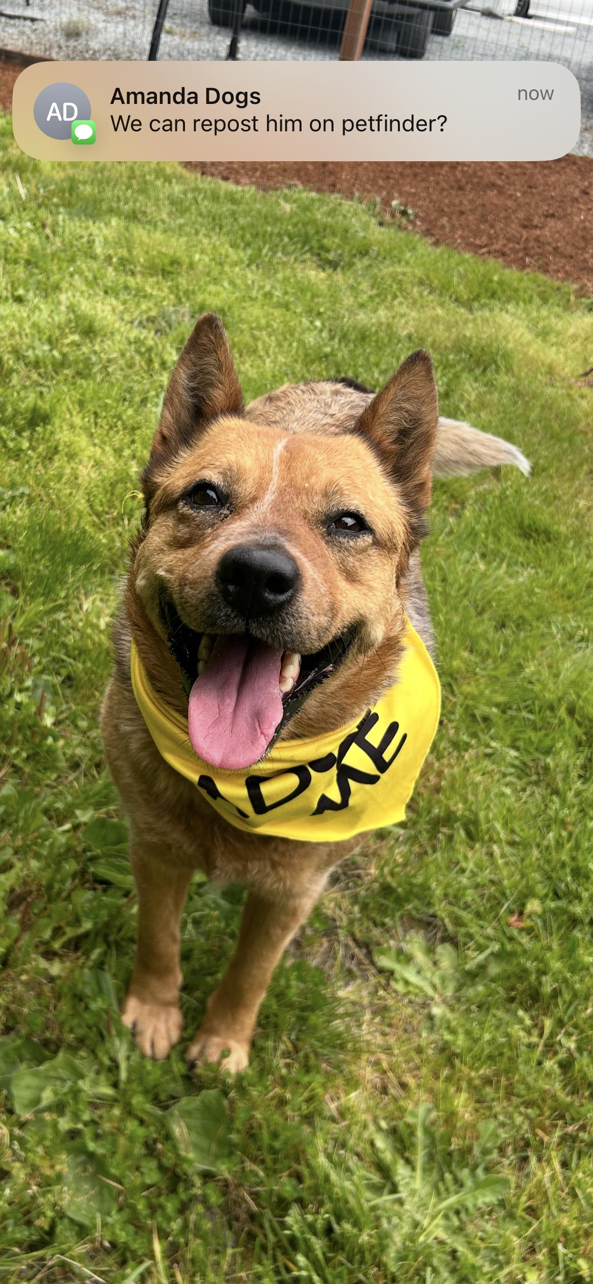 Ruby, a Adoptable mixed breed in Blaine, WA image 5/6