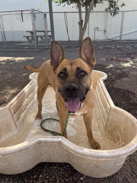 VELMA, Adoptable, Adult Female German Shepherd Dog & Pit Bull Terrier.